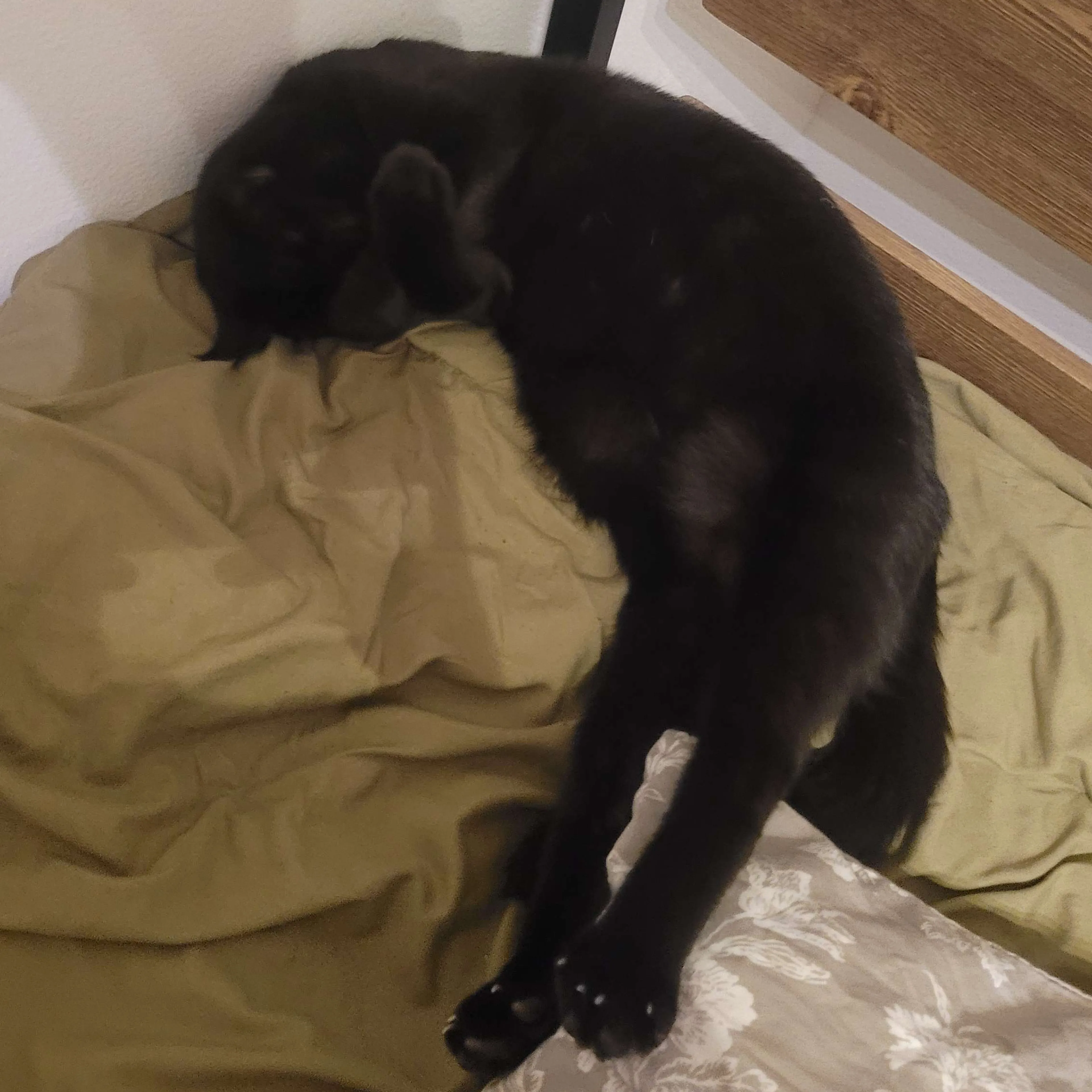 Lost pet-1
