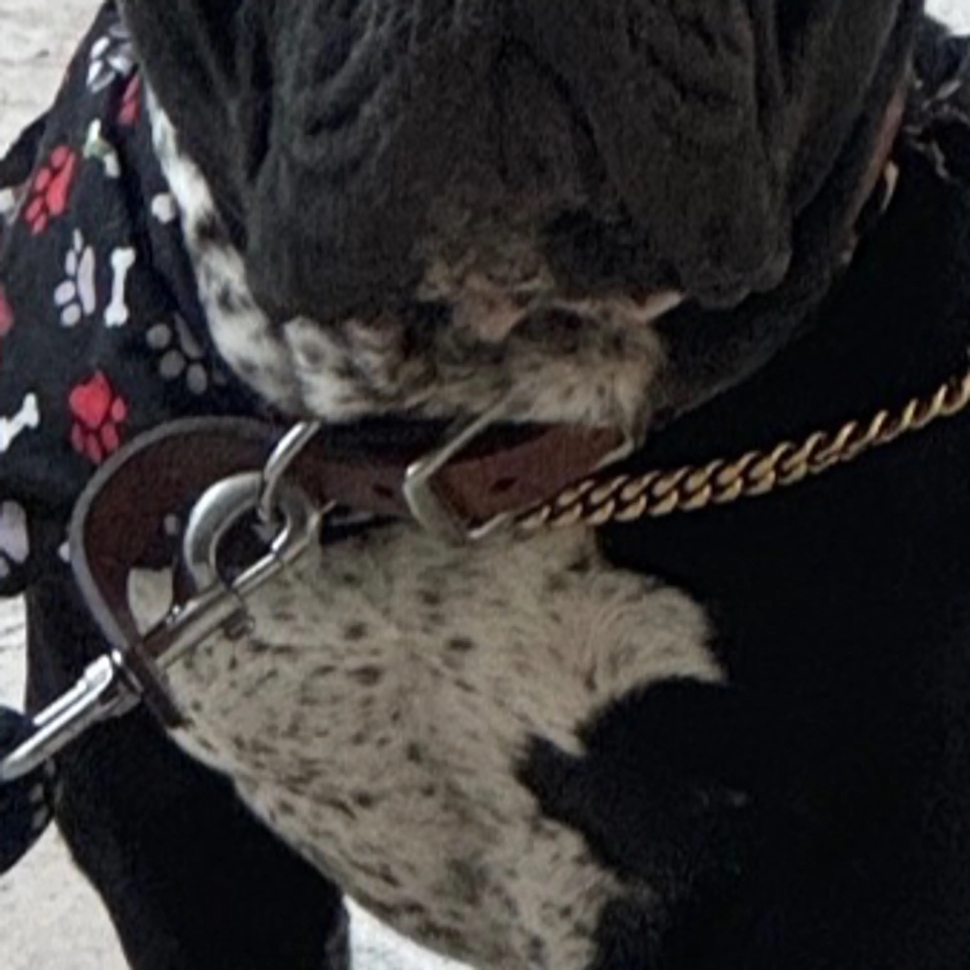 Lost pet-3
