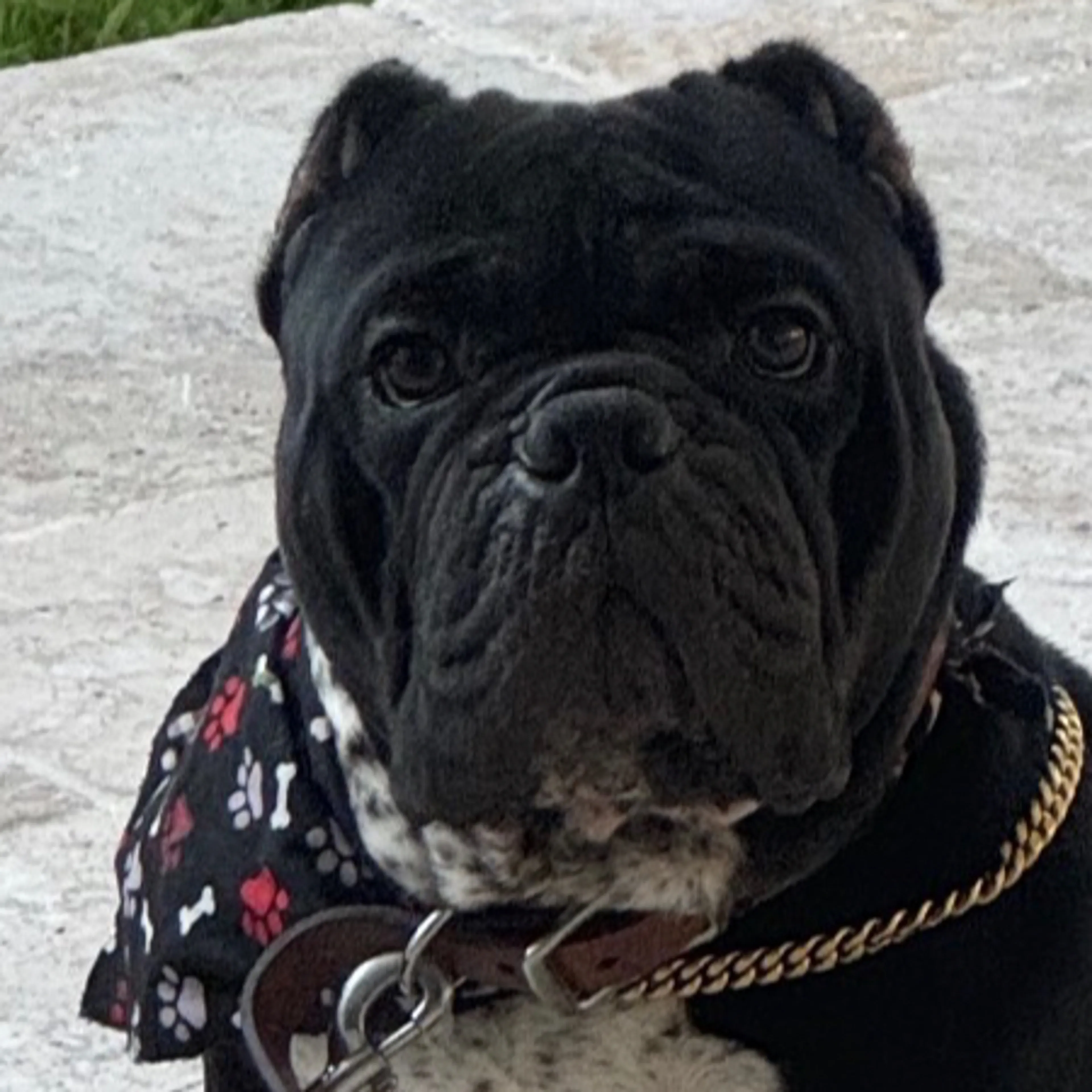 Lost pet-2