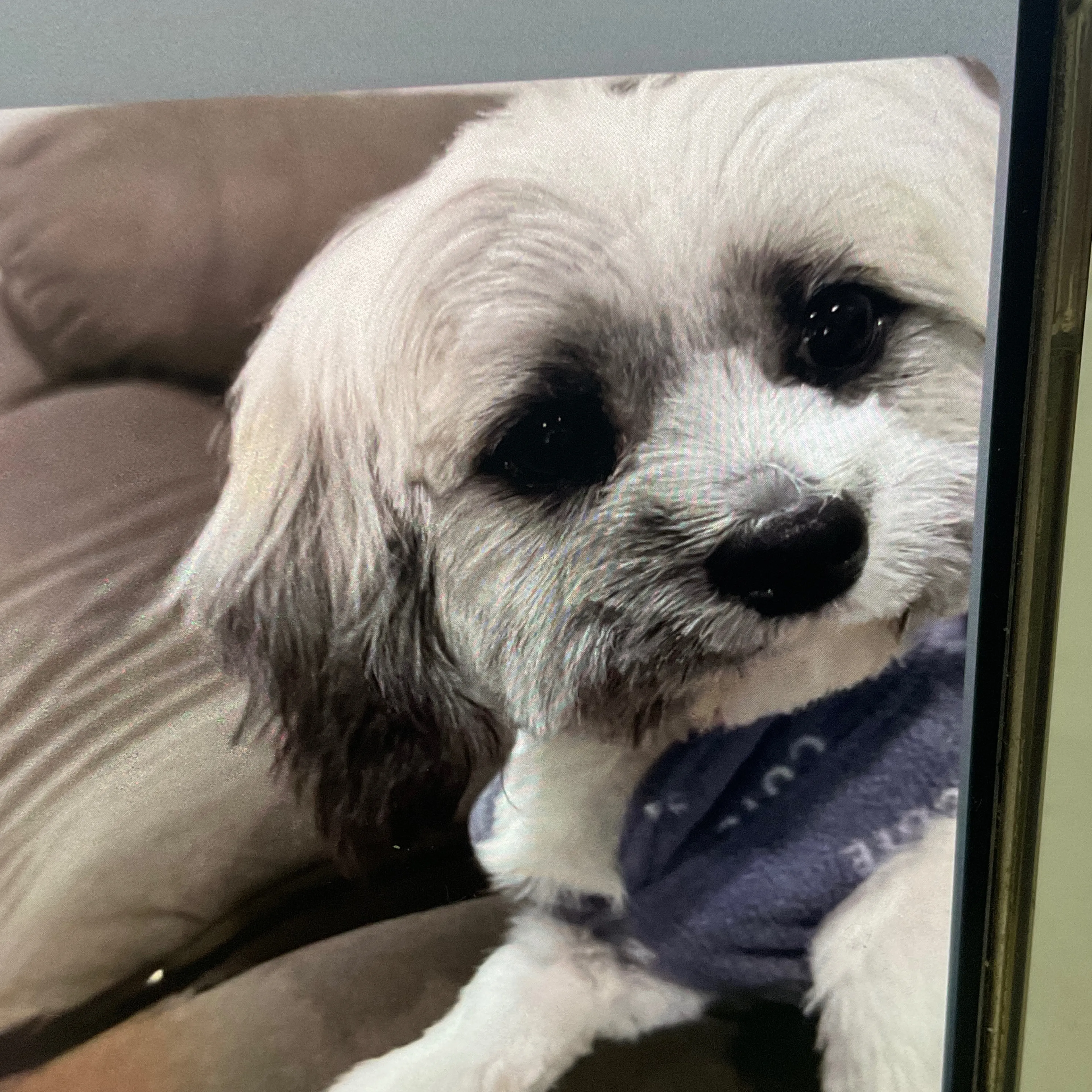 Lost pet-1