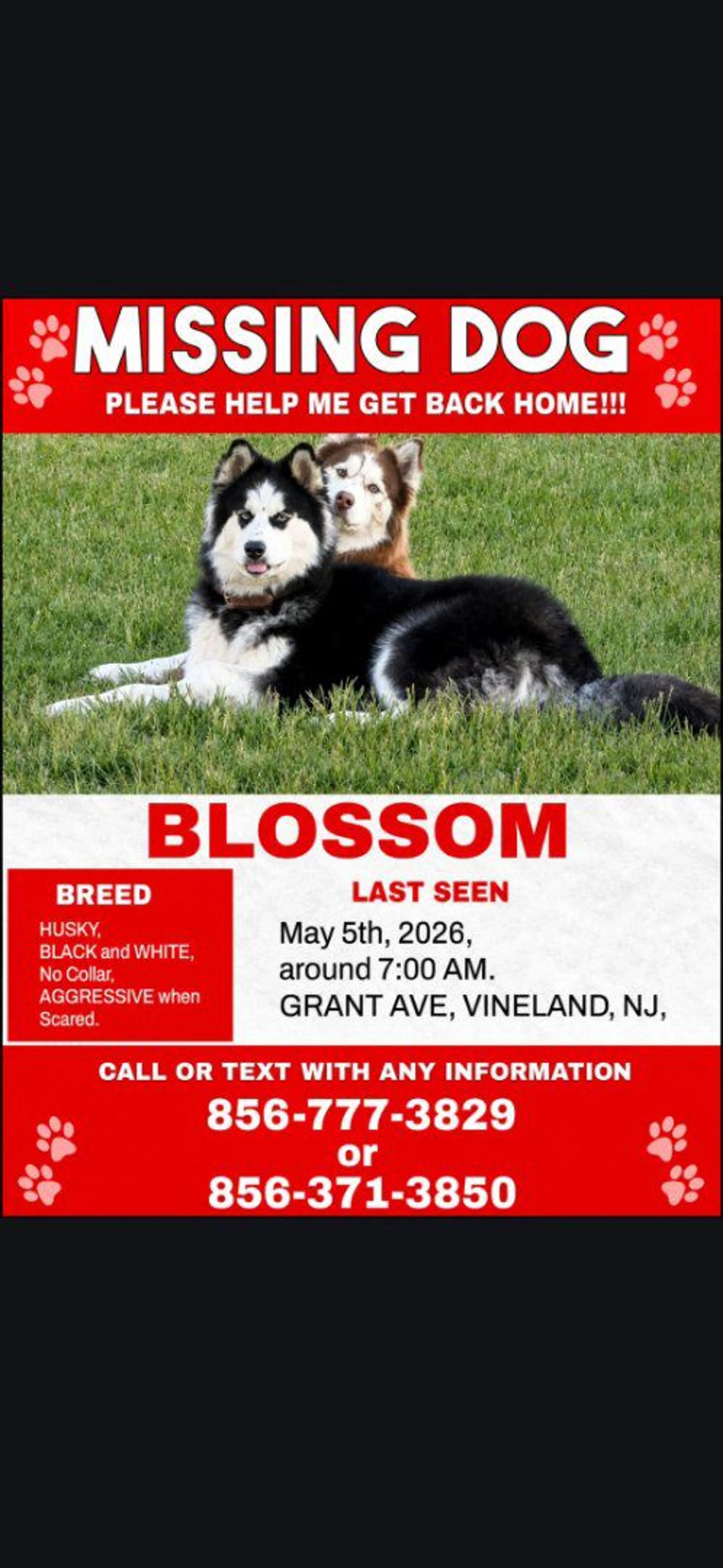 Lost pet