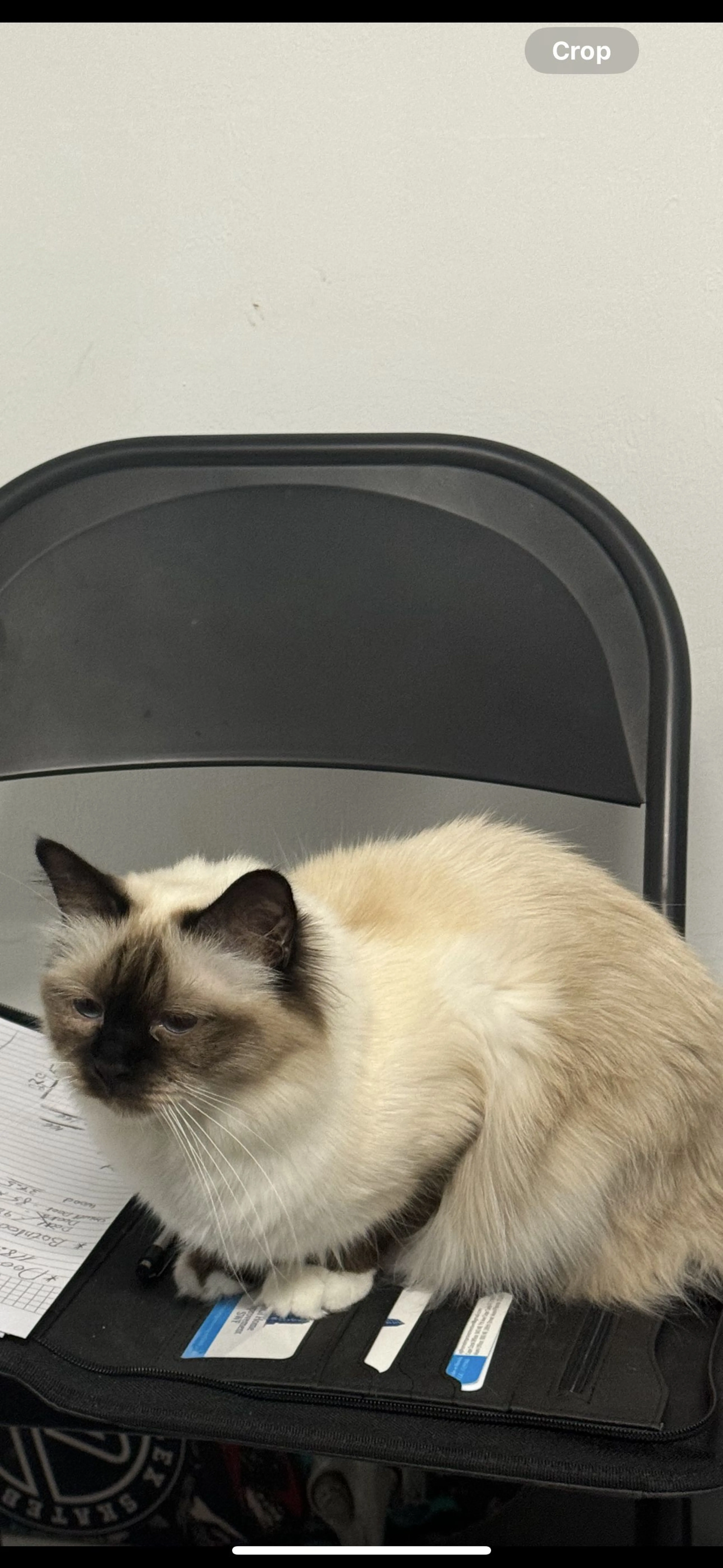 Lost pet
