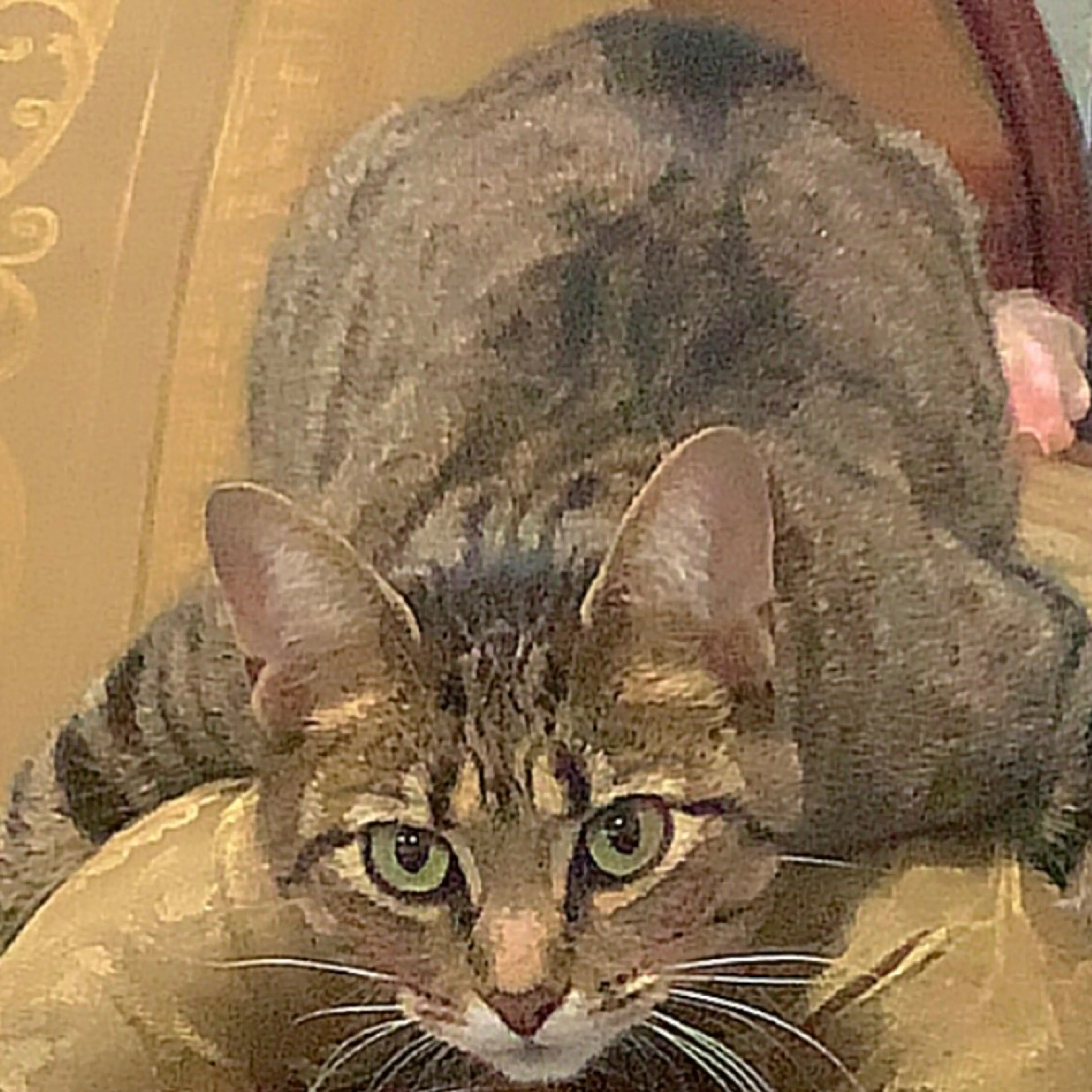 Lost pet-2