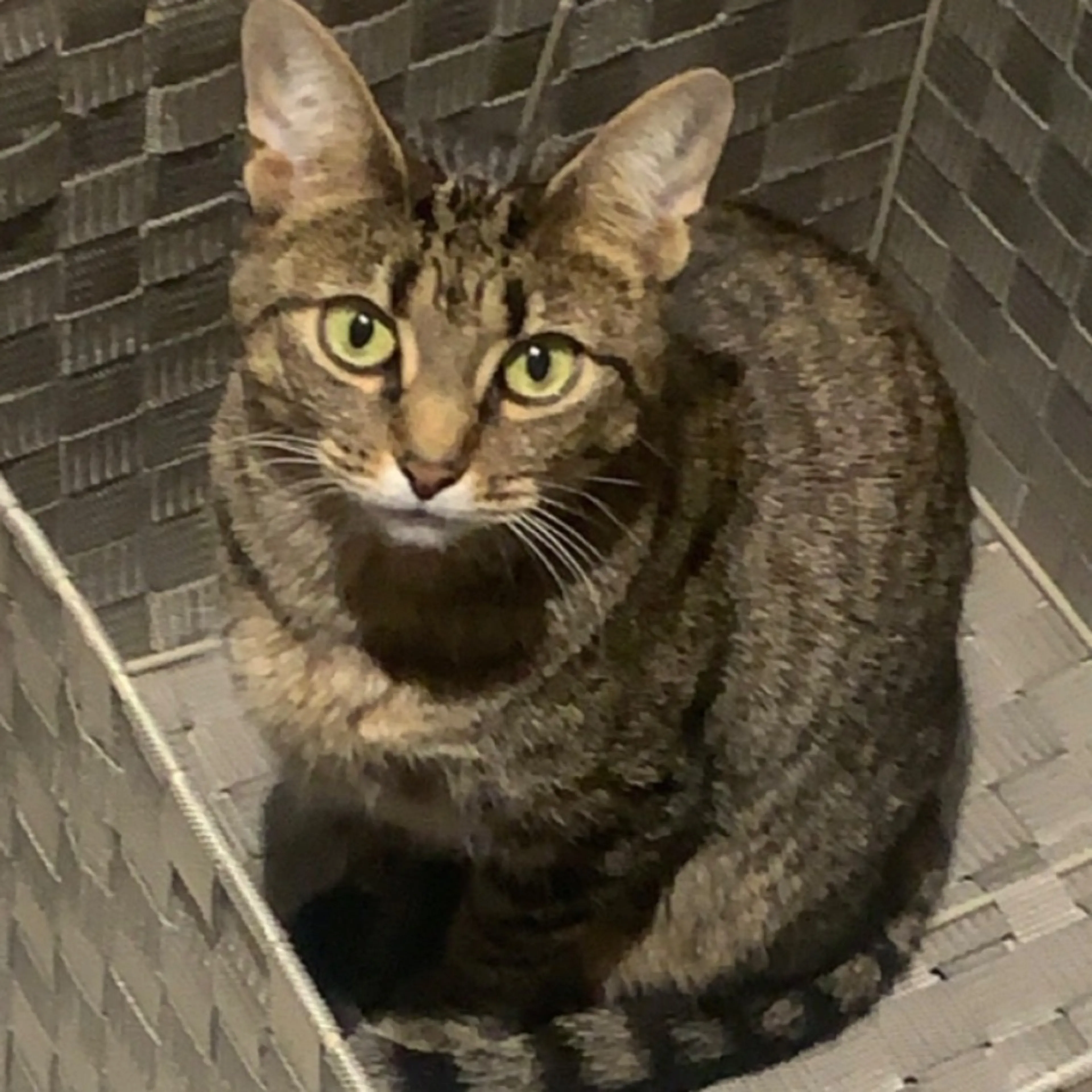 Lost pet-0