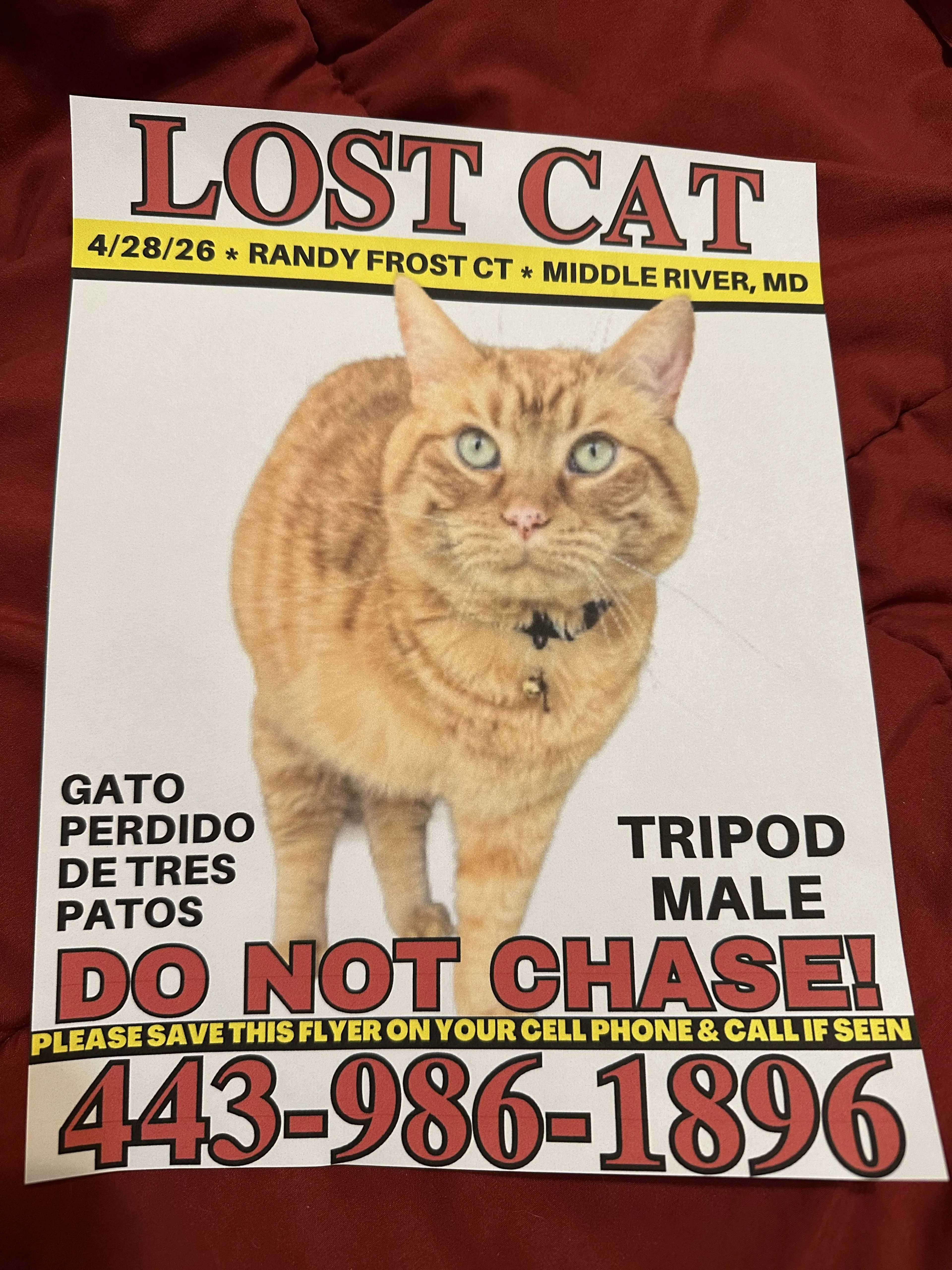Lost pet