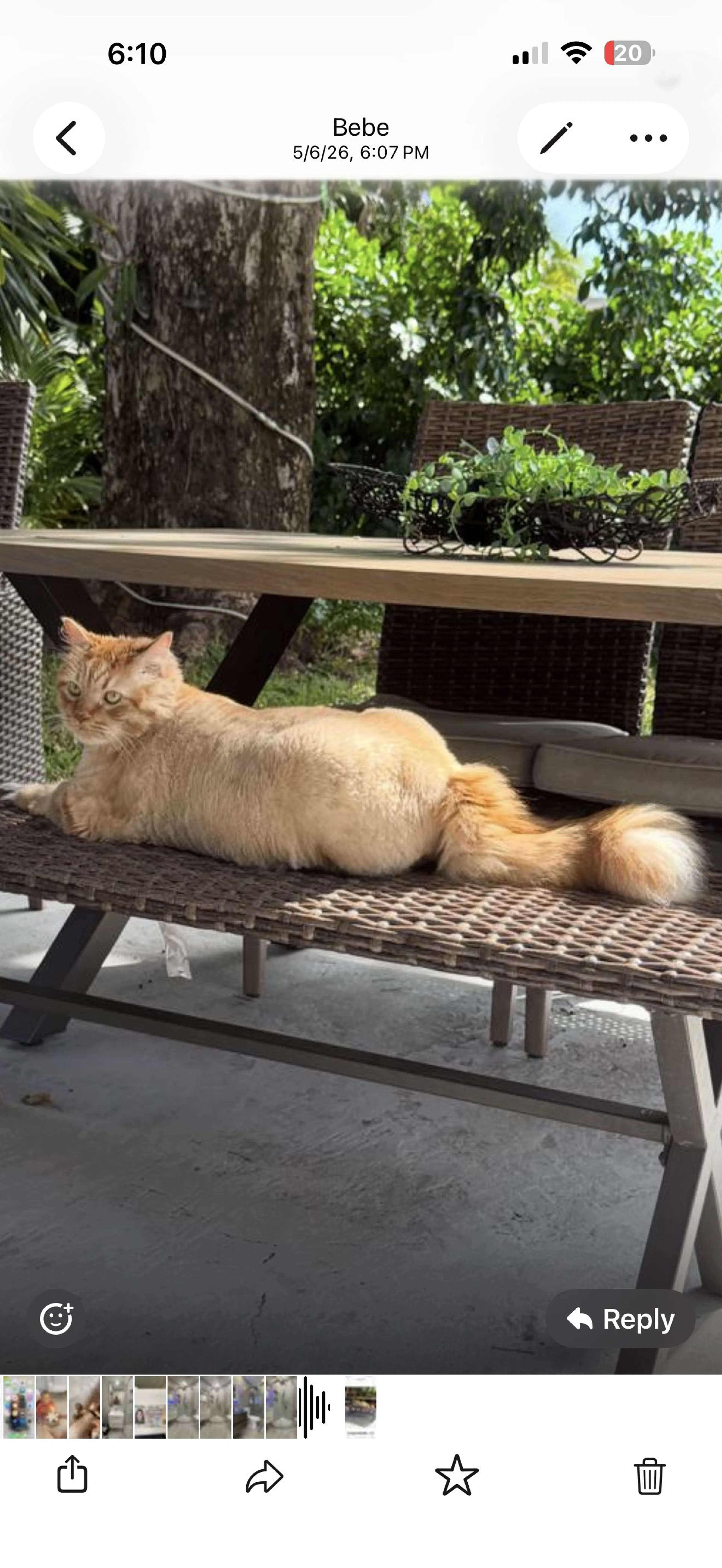 Lost pet