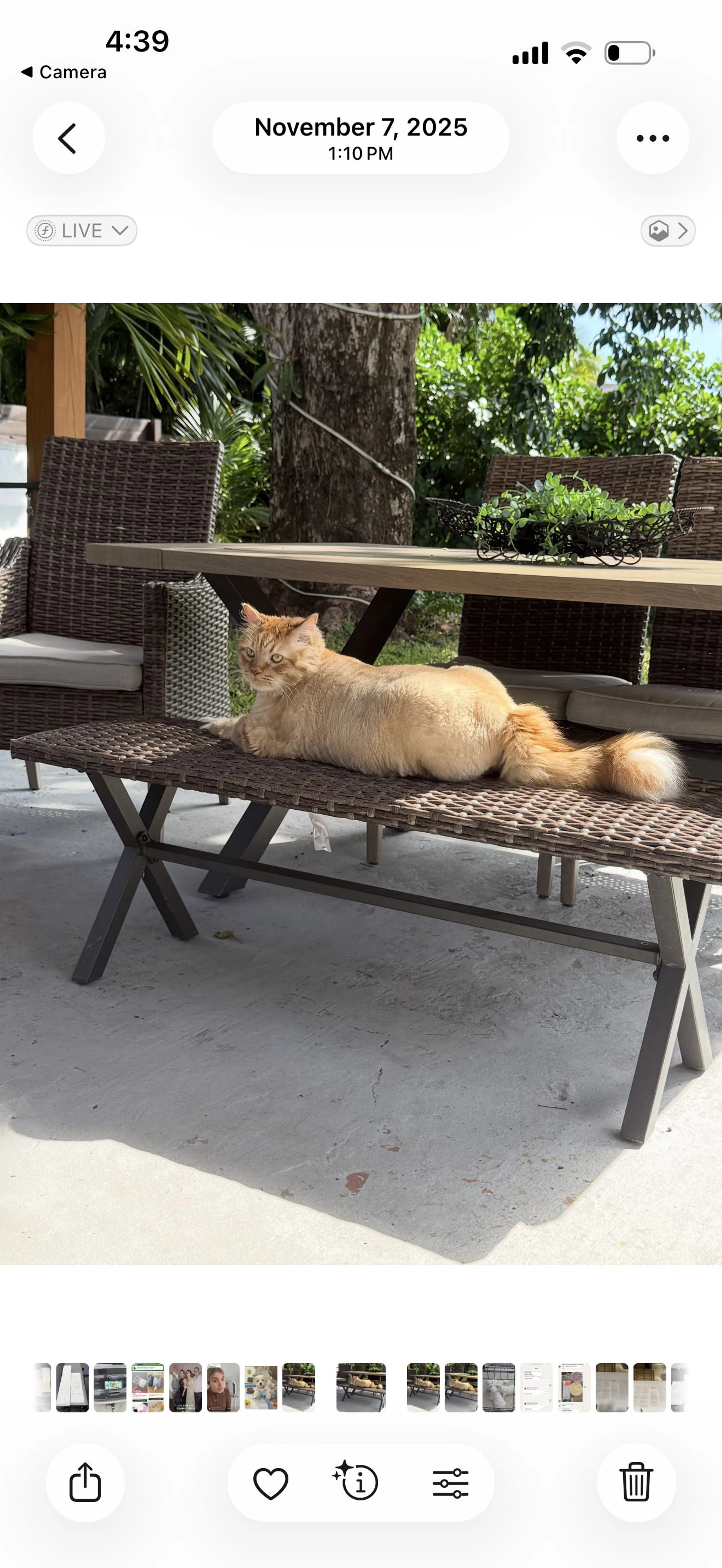Lost pet