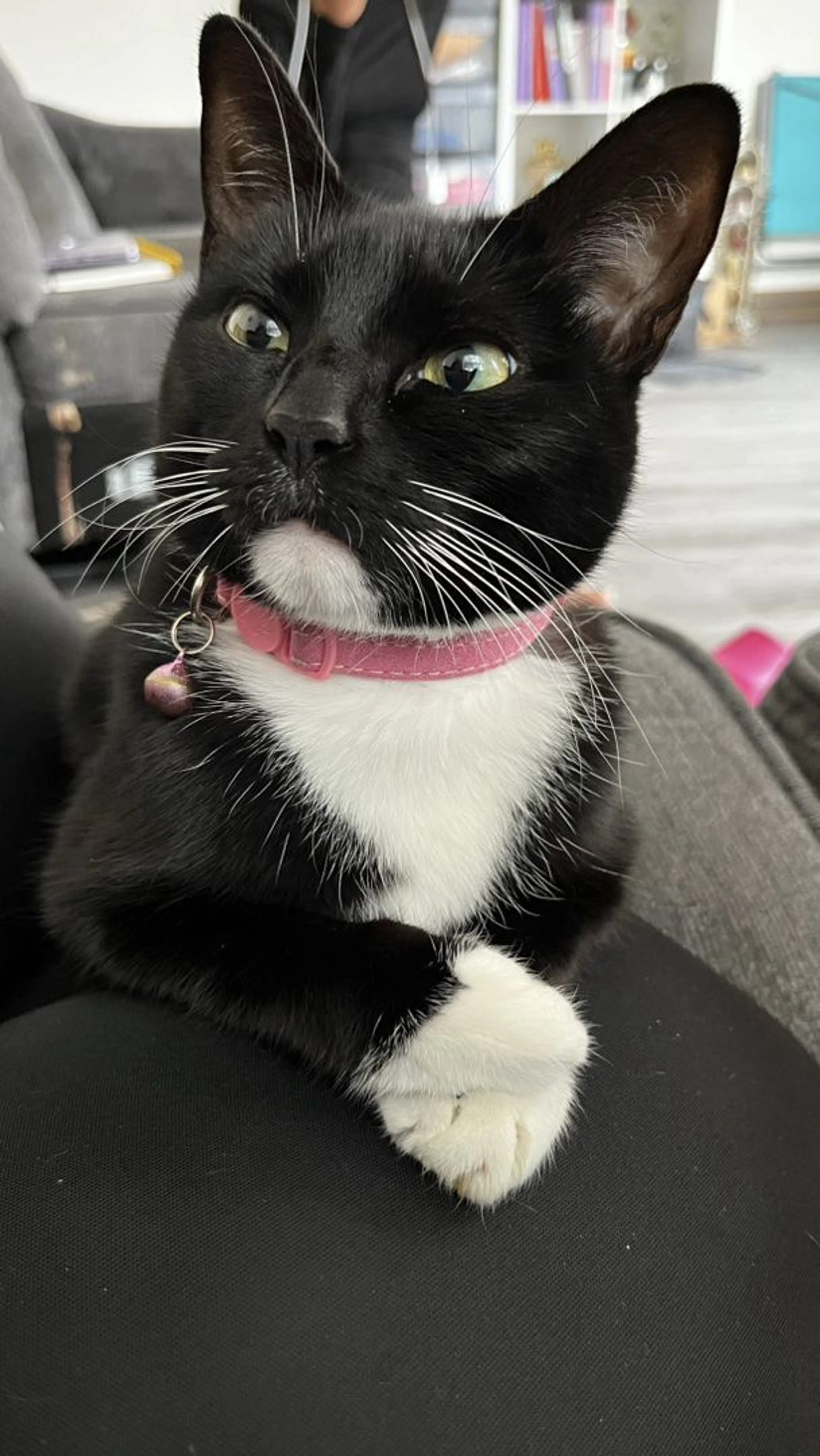 Lost pet-1