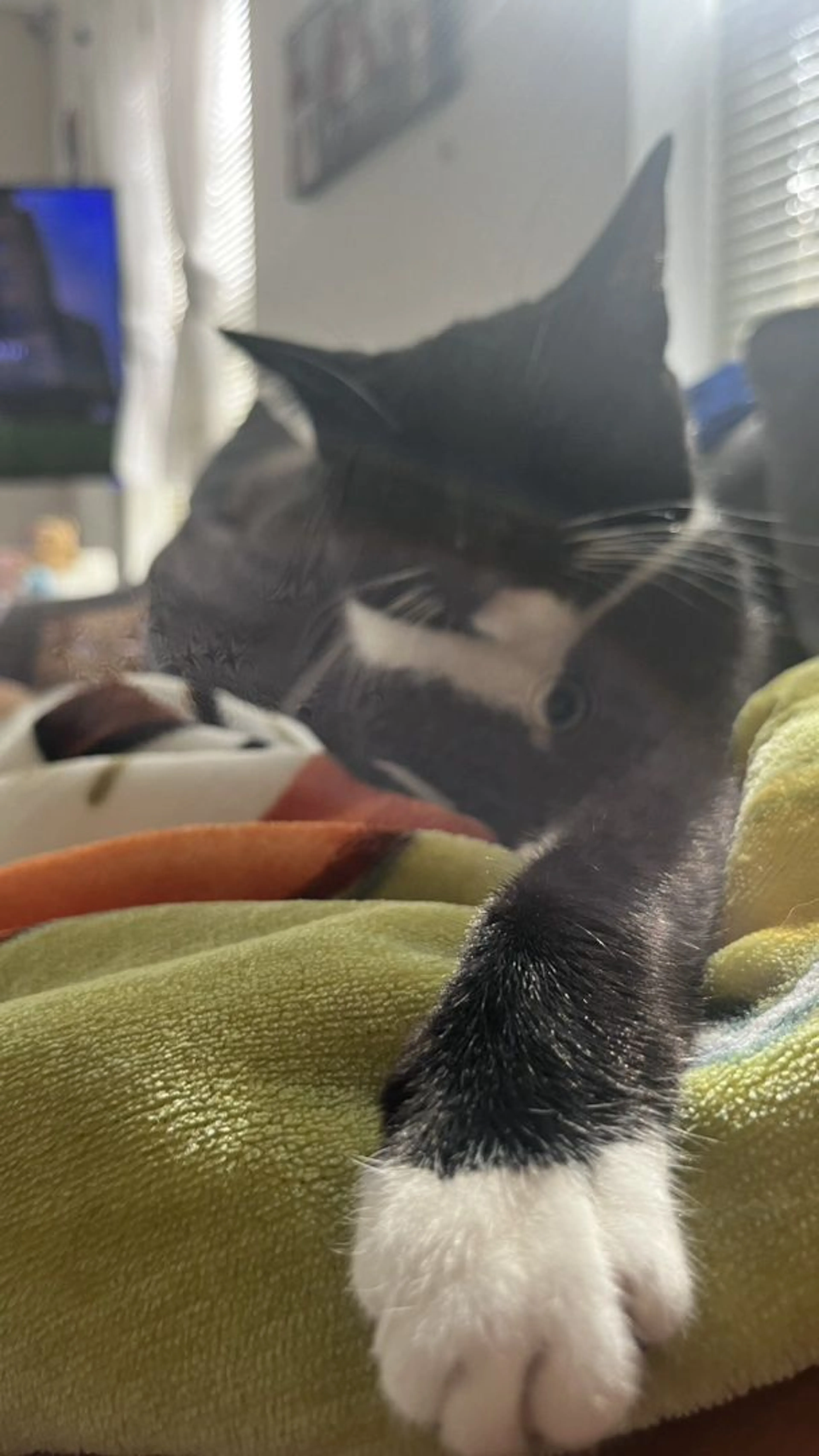 Lost pet-2