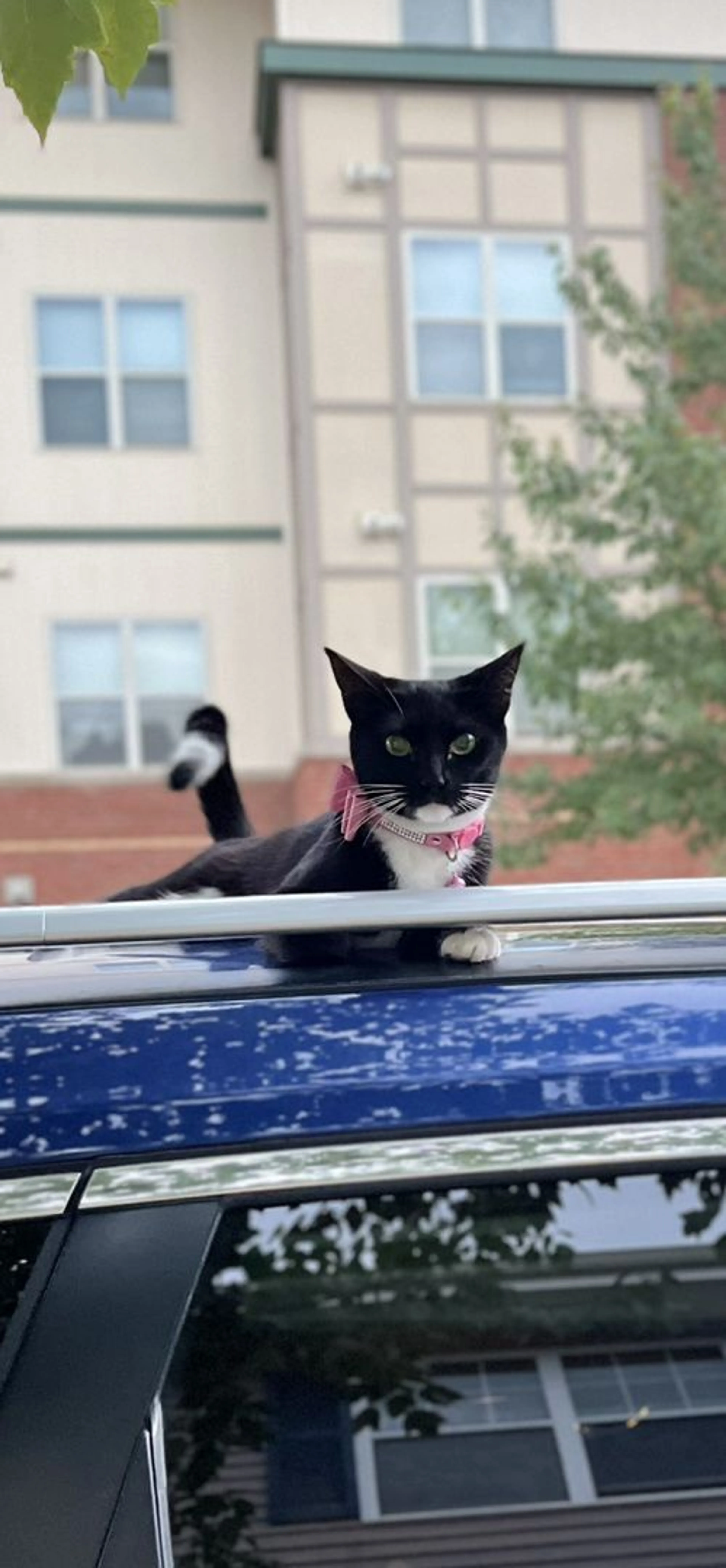 Lost pet-3