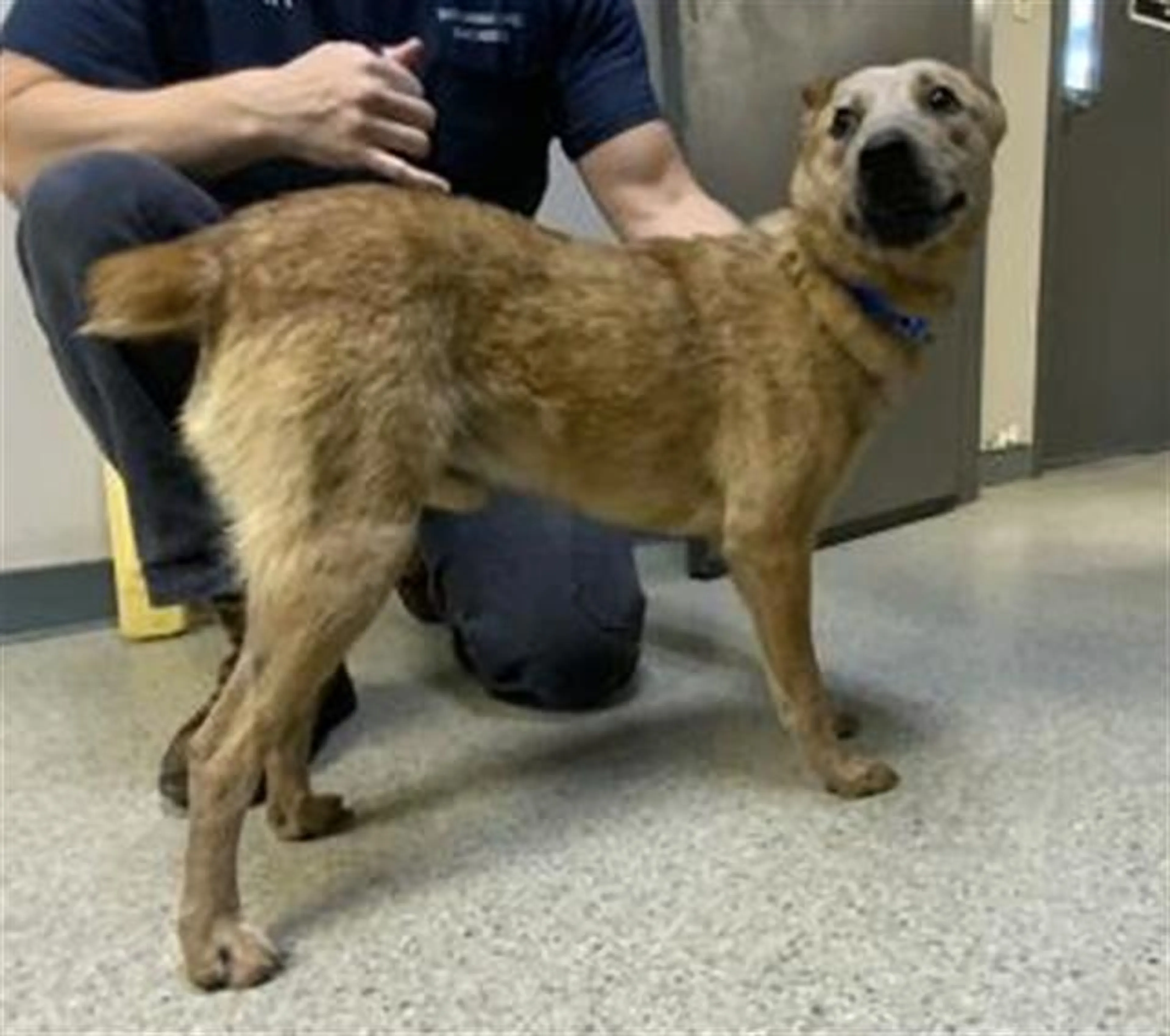 Found pet
