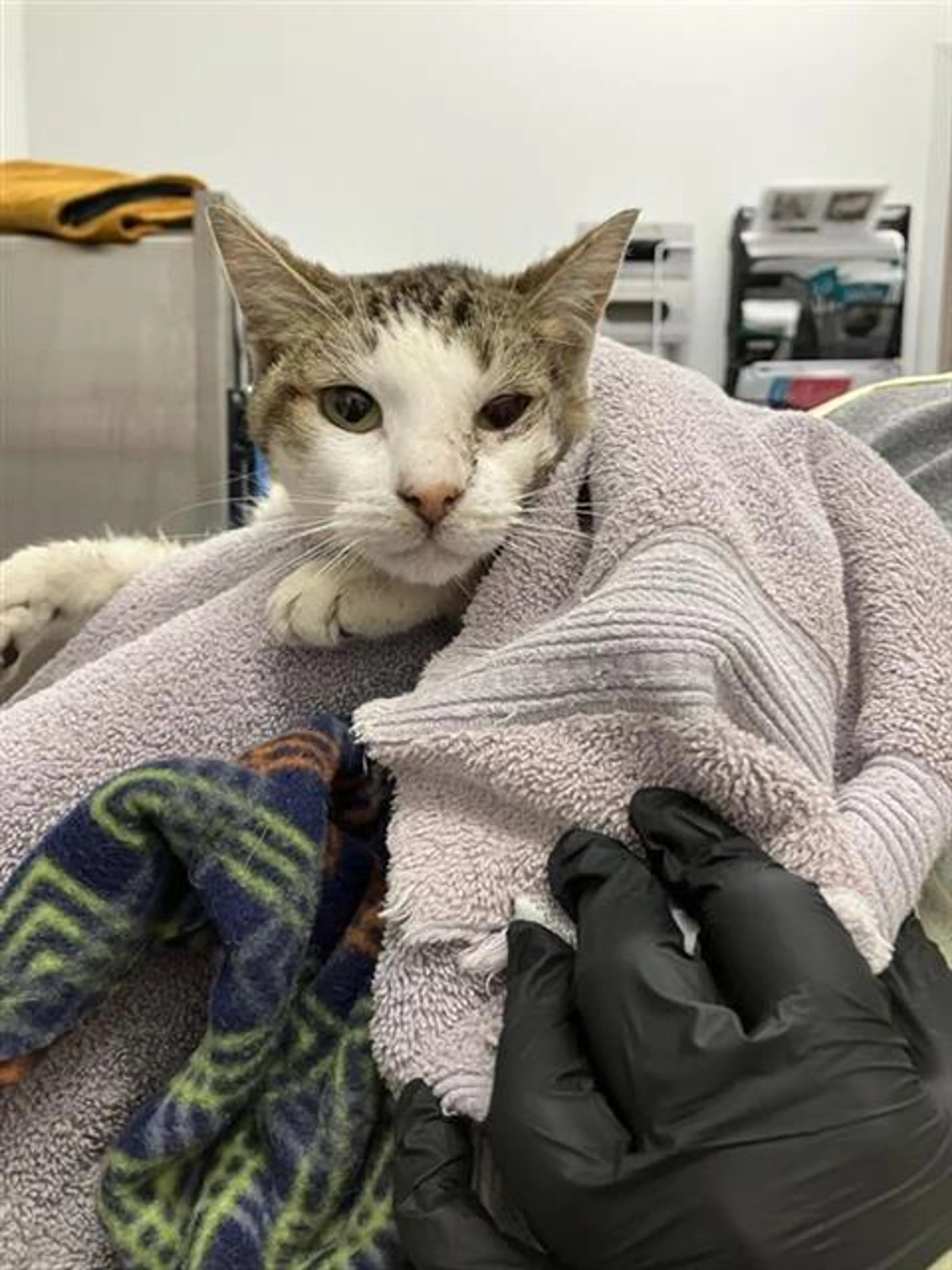 Found pet