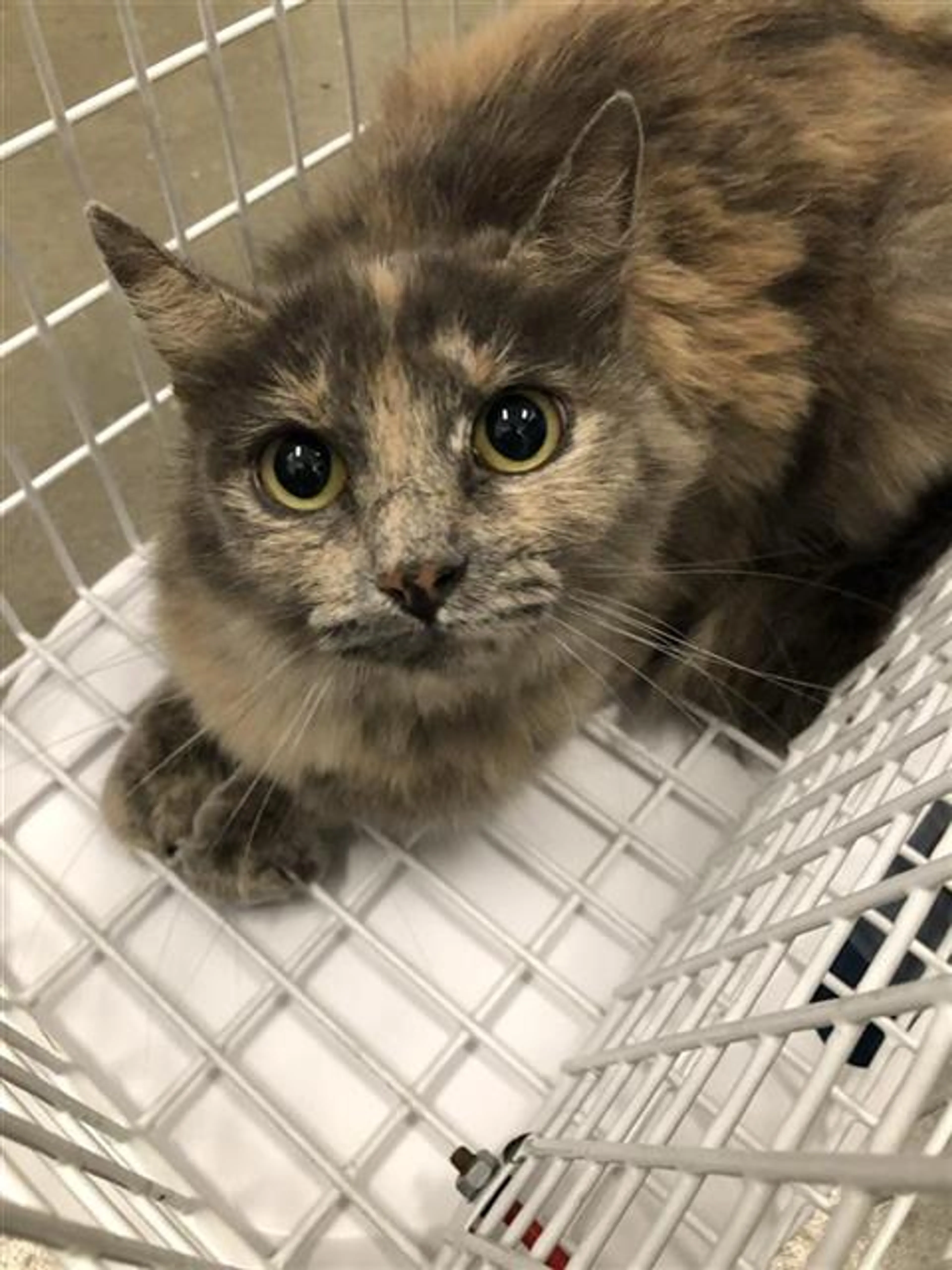 Found pet