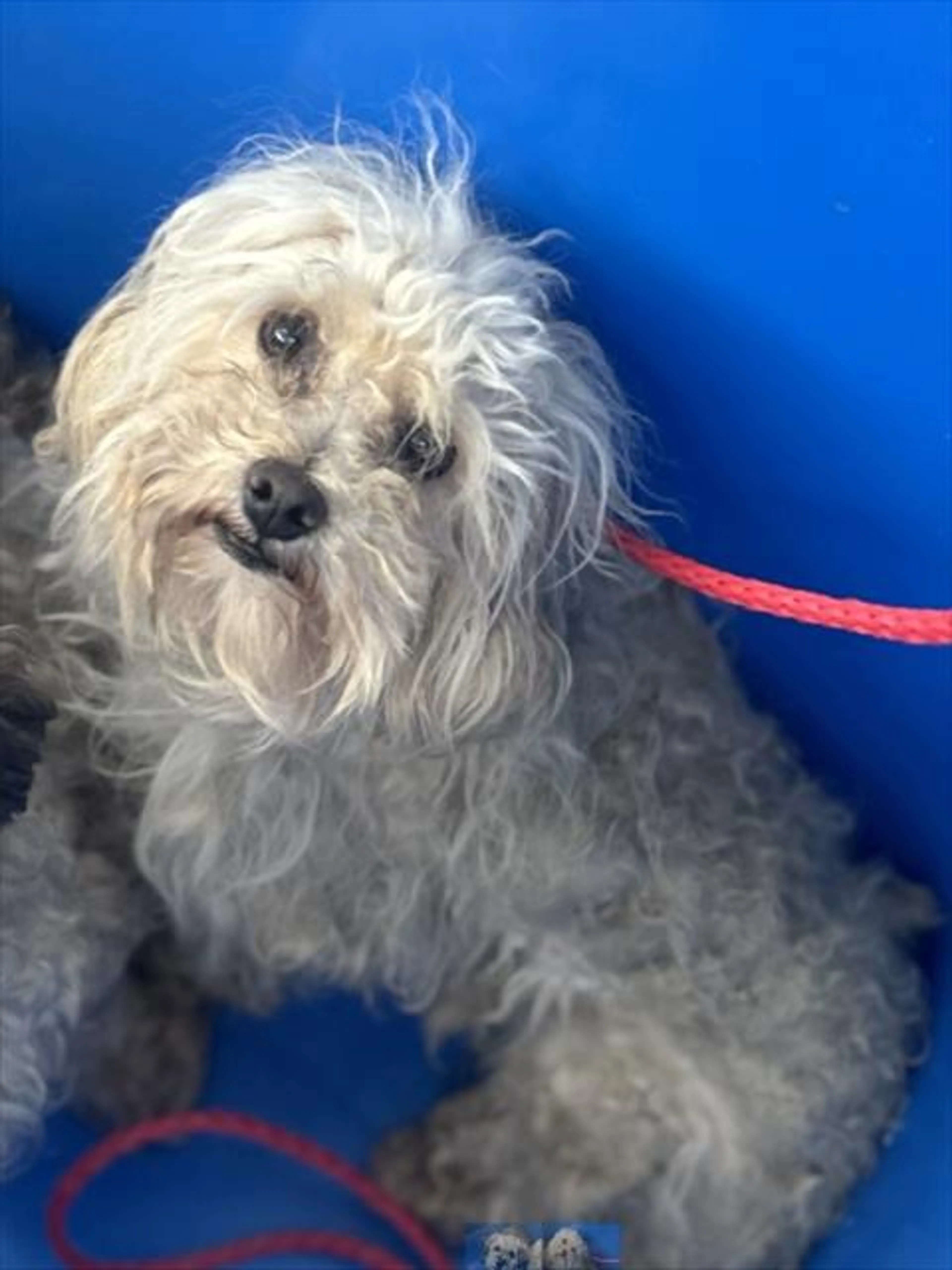 Found pet