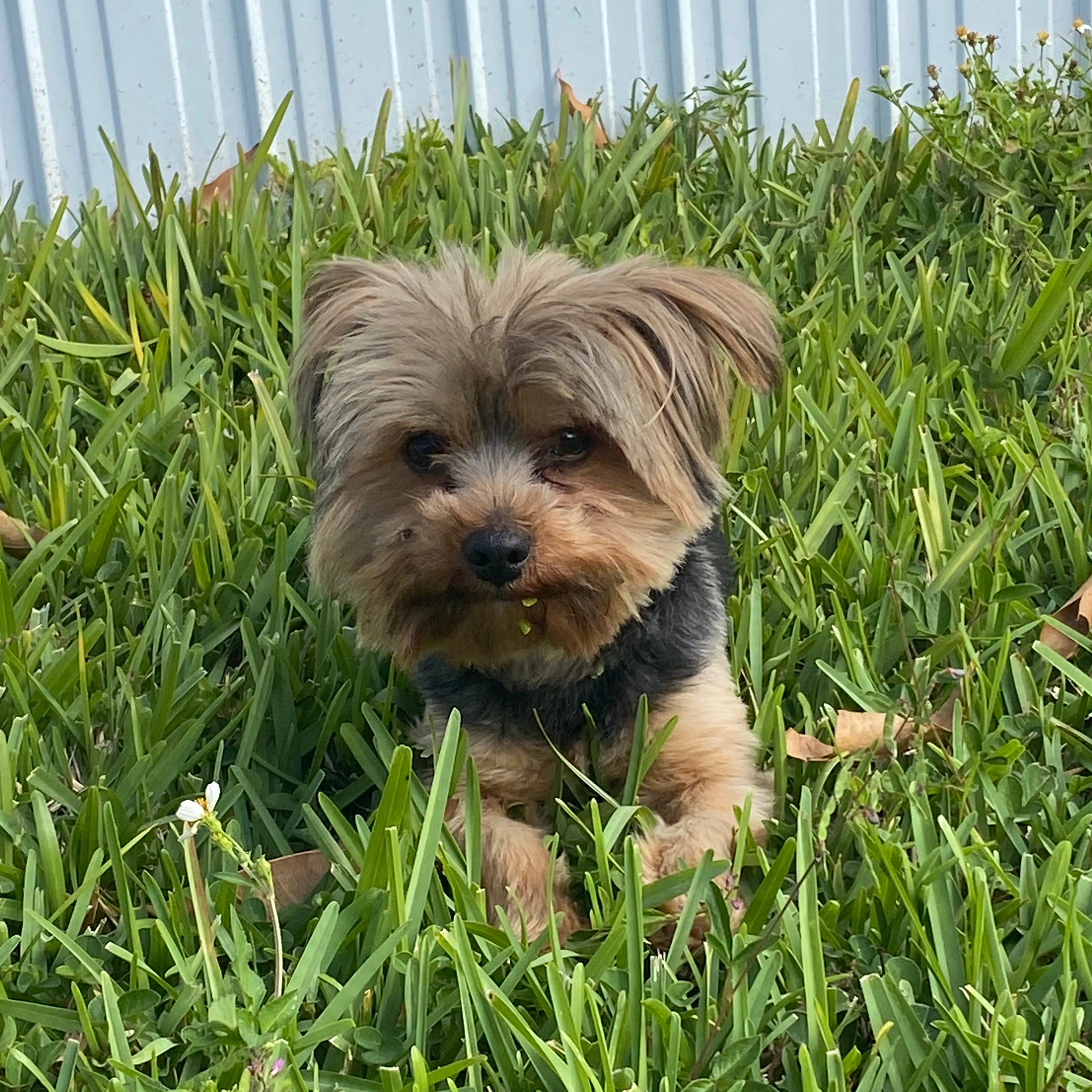 Lost pet-2