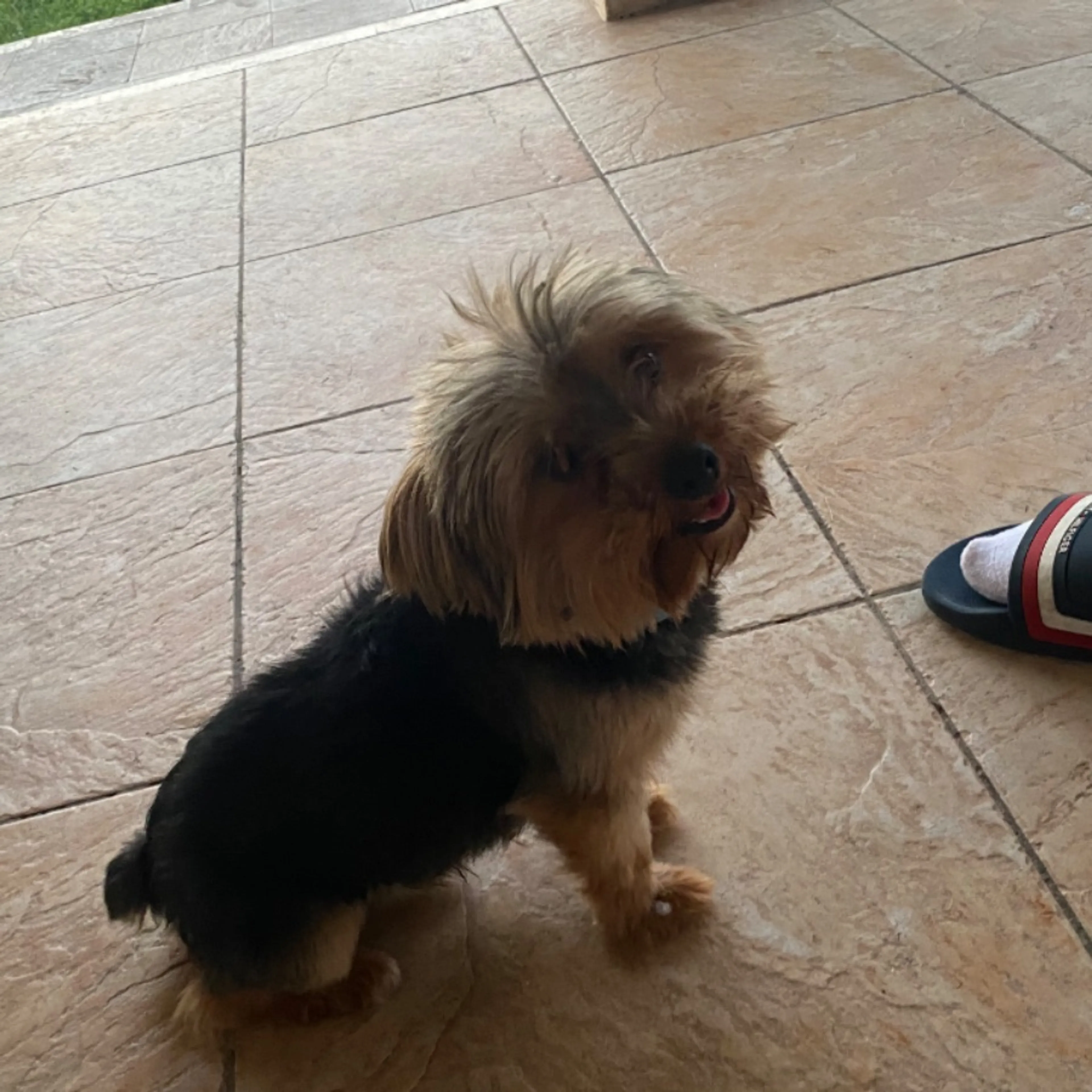 Lost pet-0
