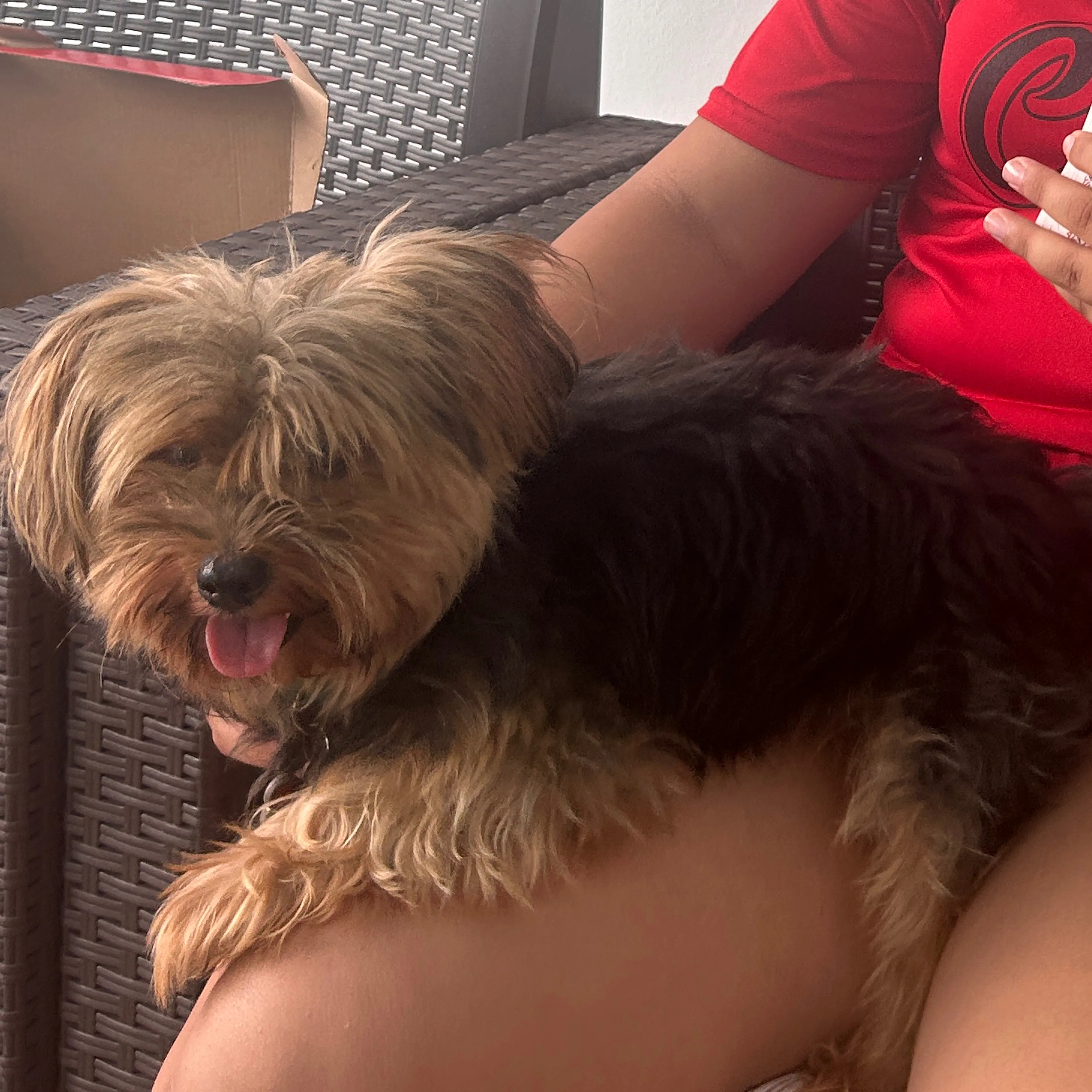 Lost pet-1