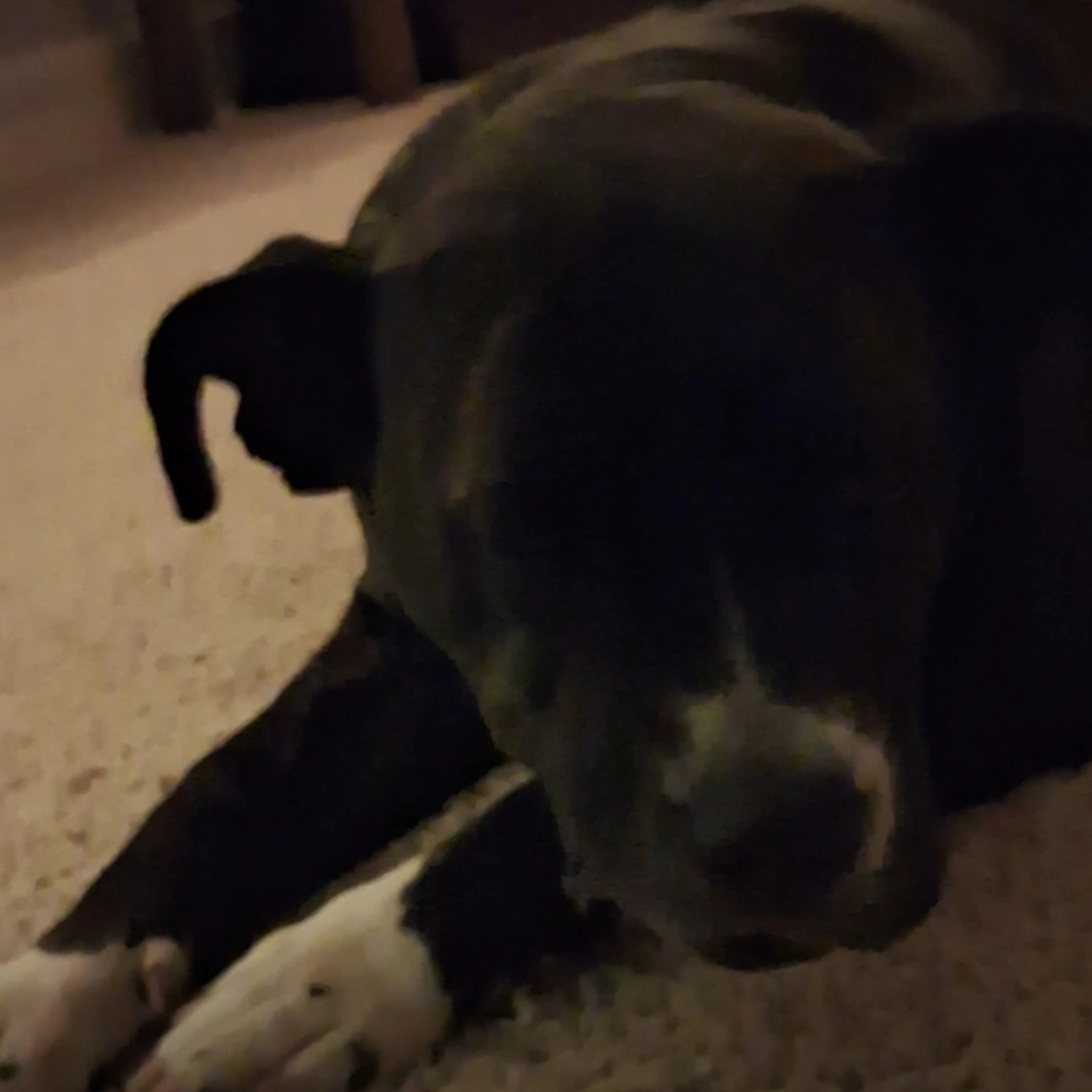 Lost pet-3