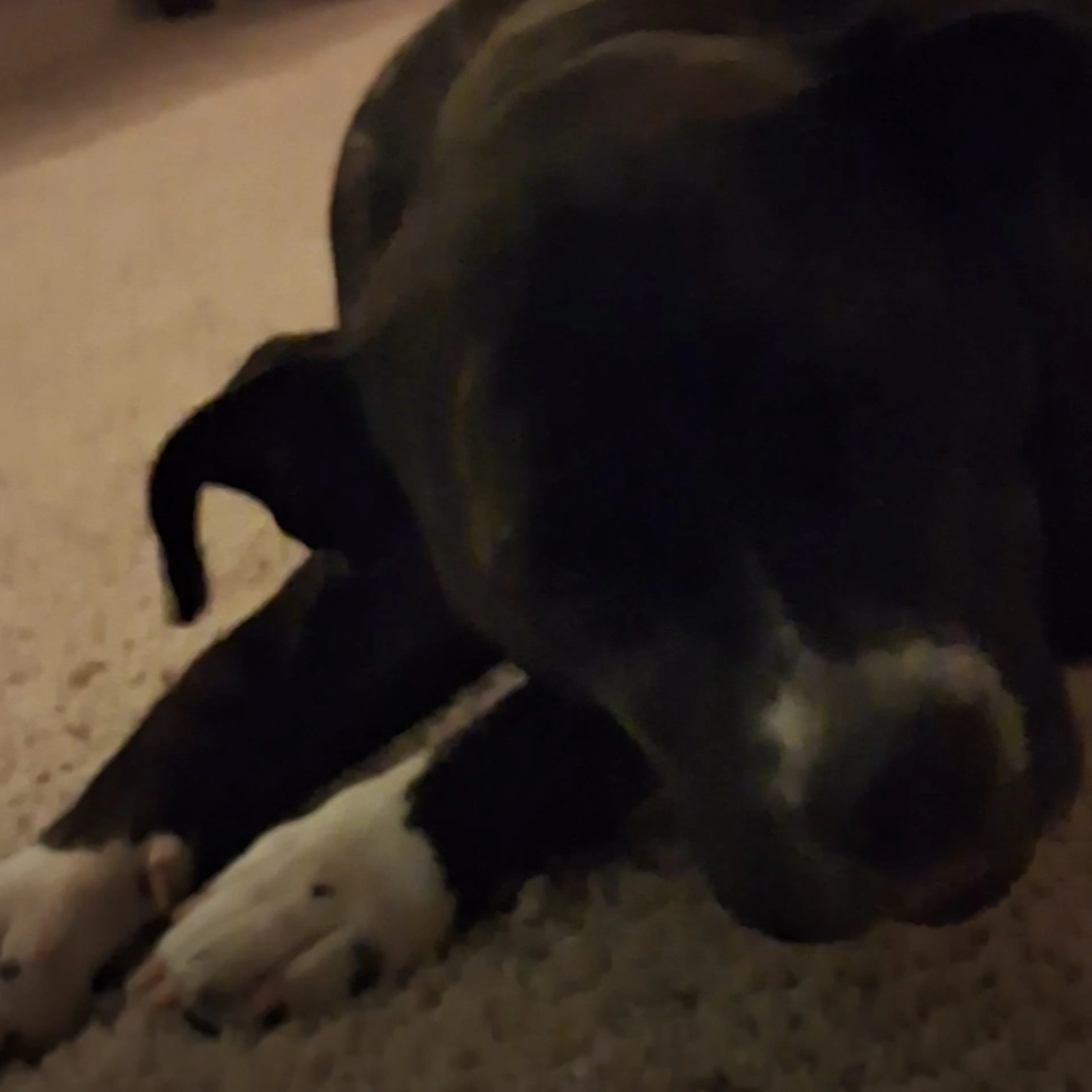Lost pet-2