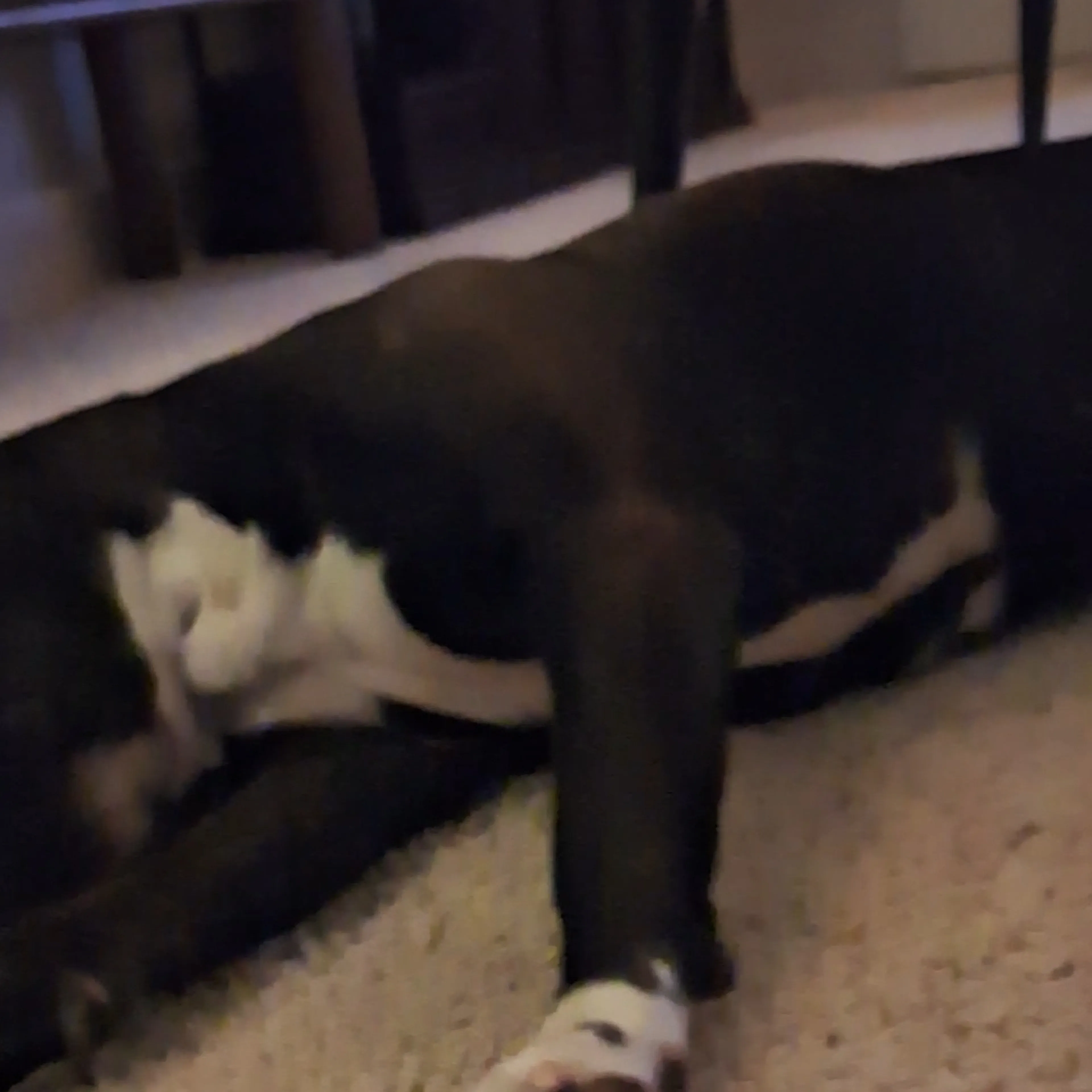Lost pet-1
