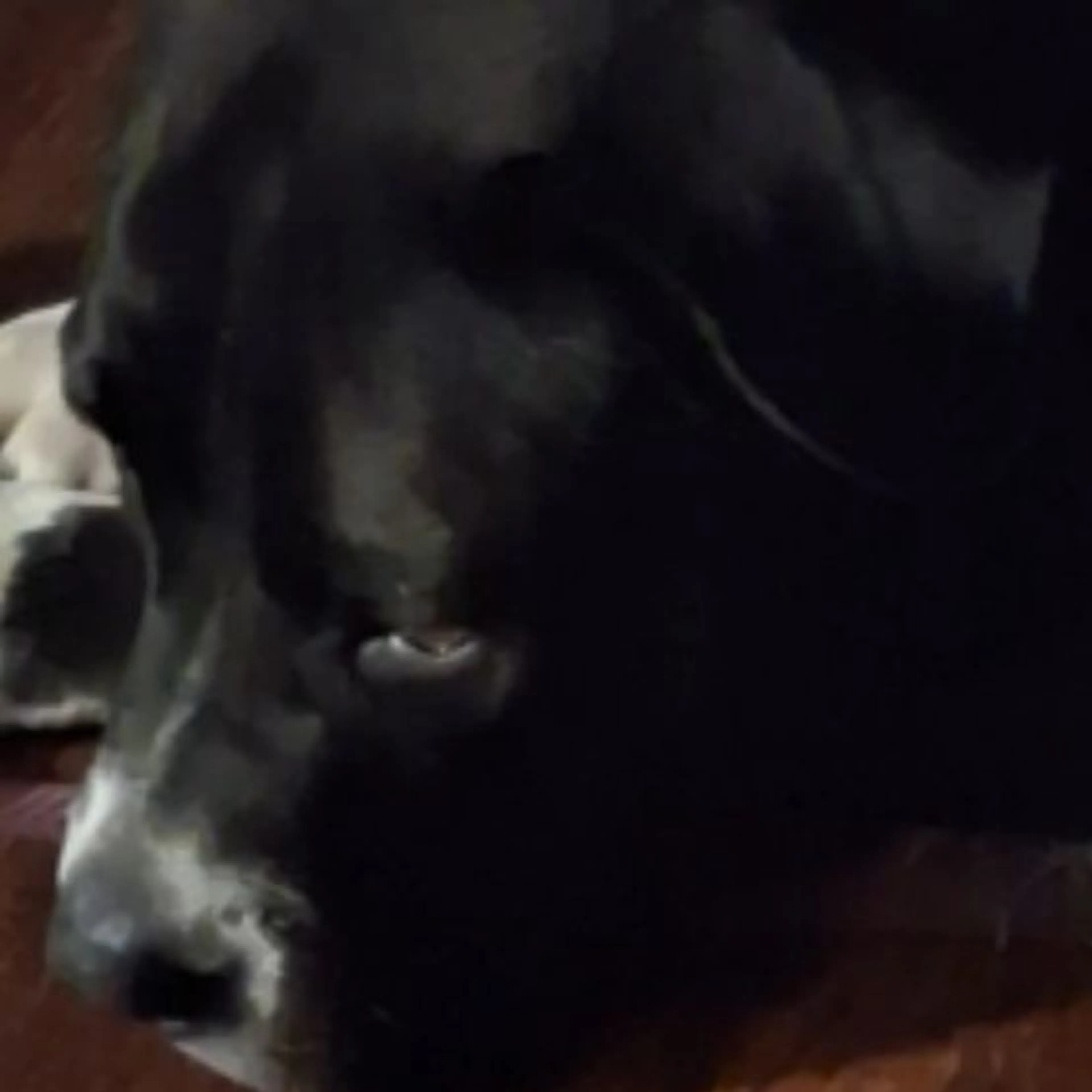 Lost pet-0