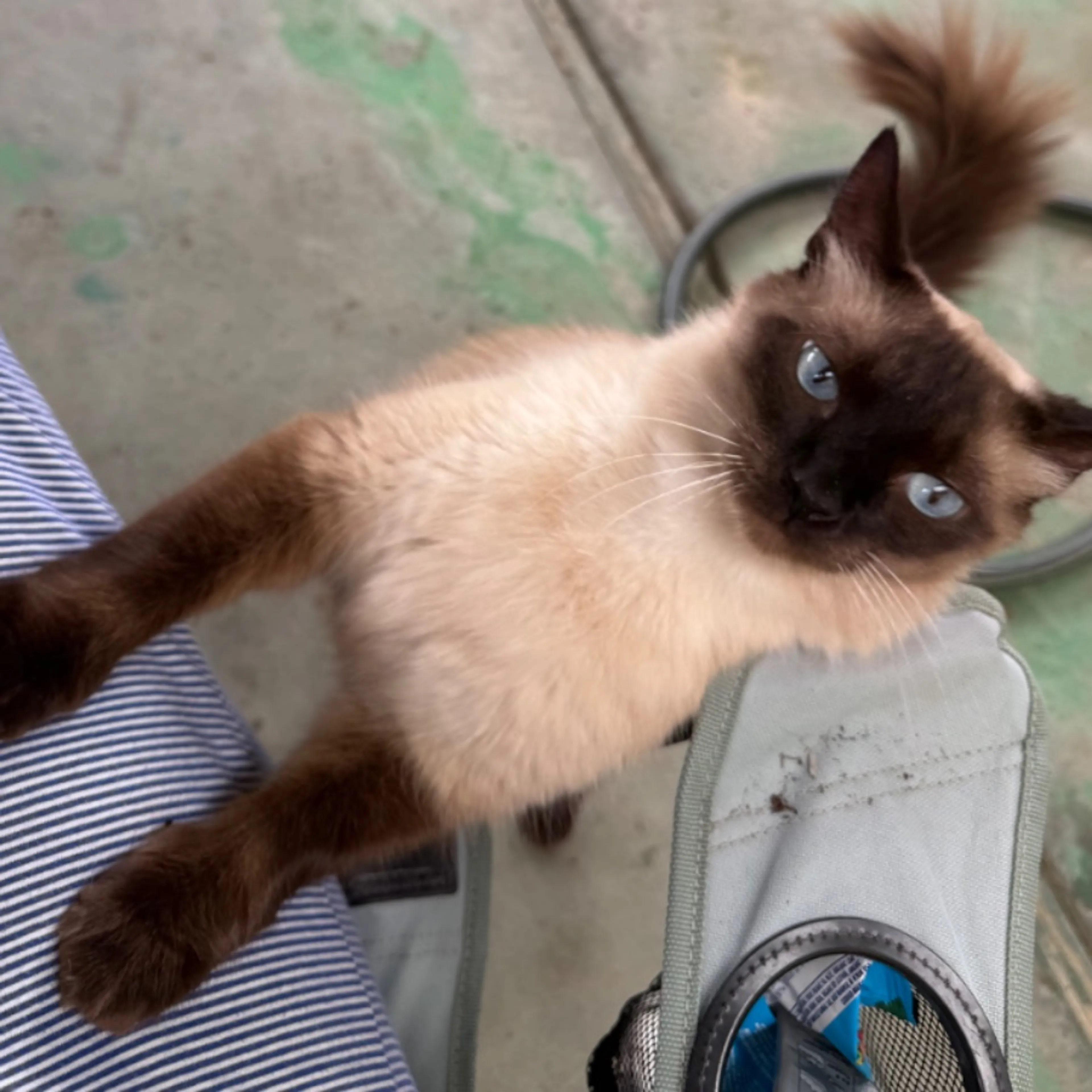 Found pet