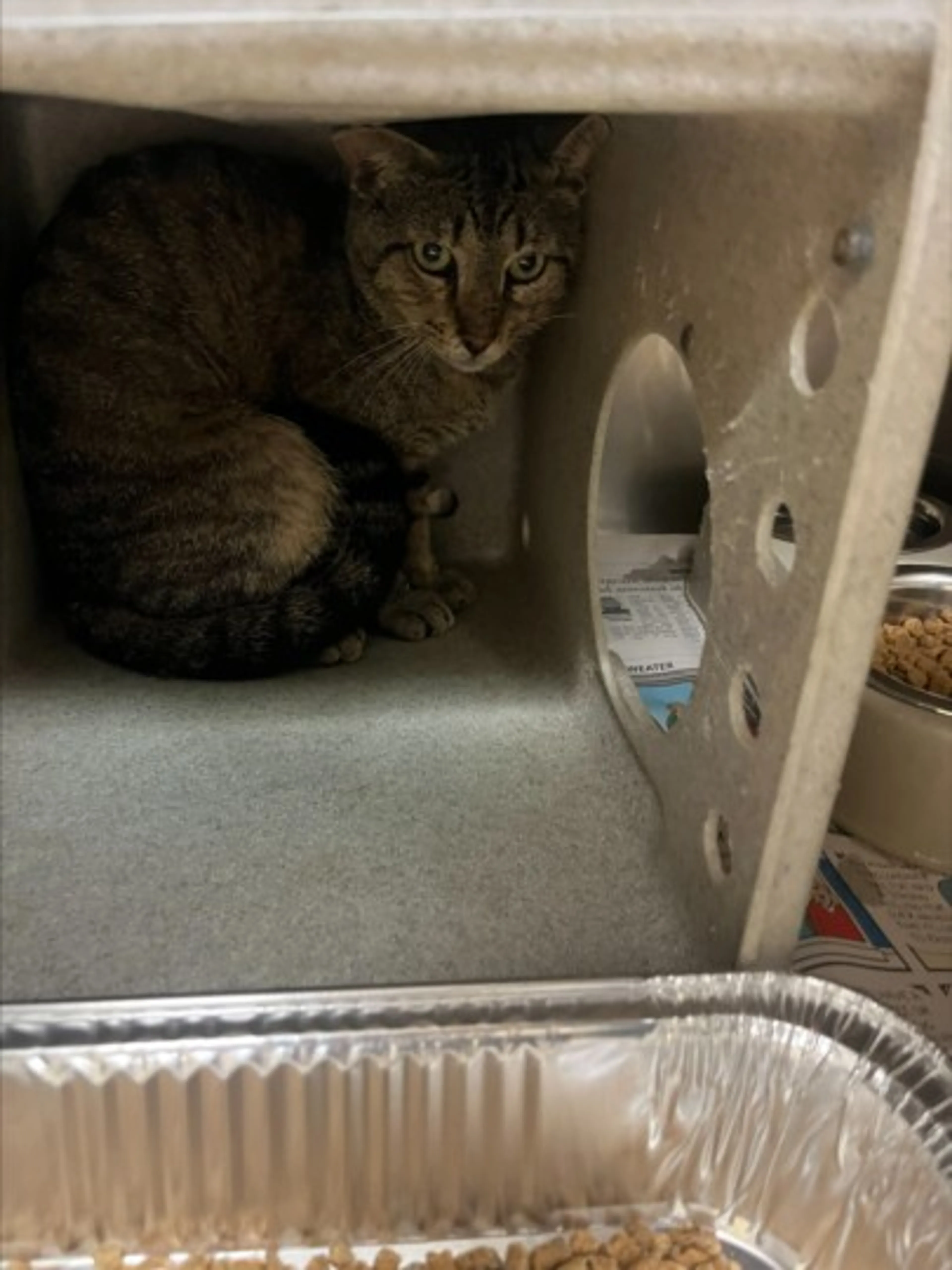 Found pet