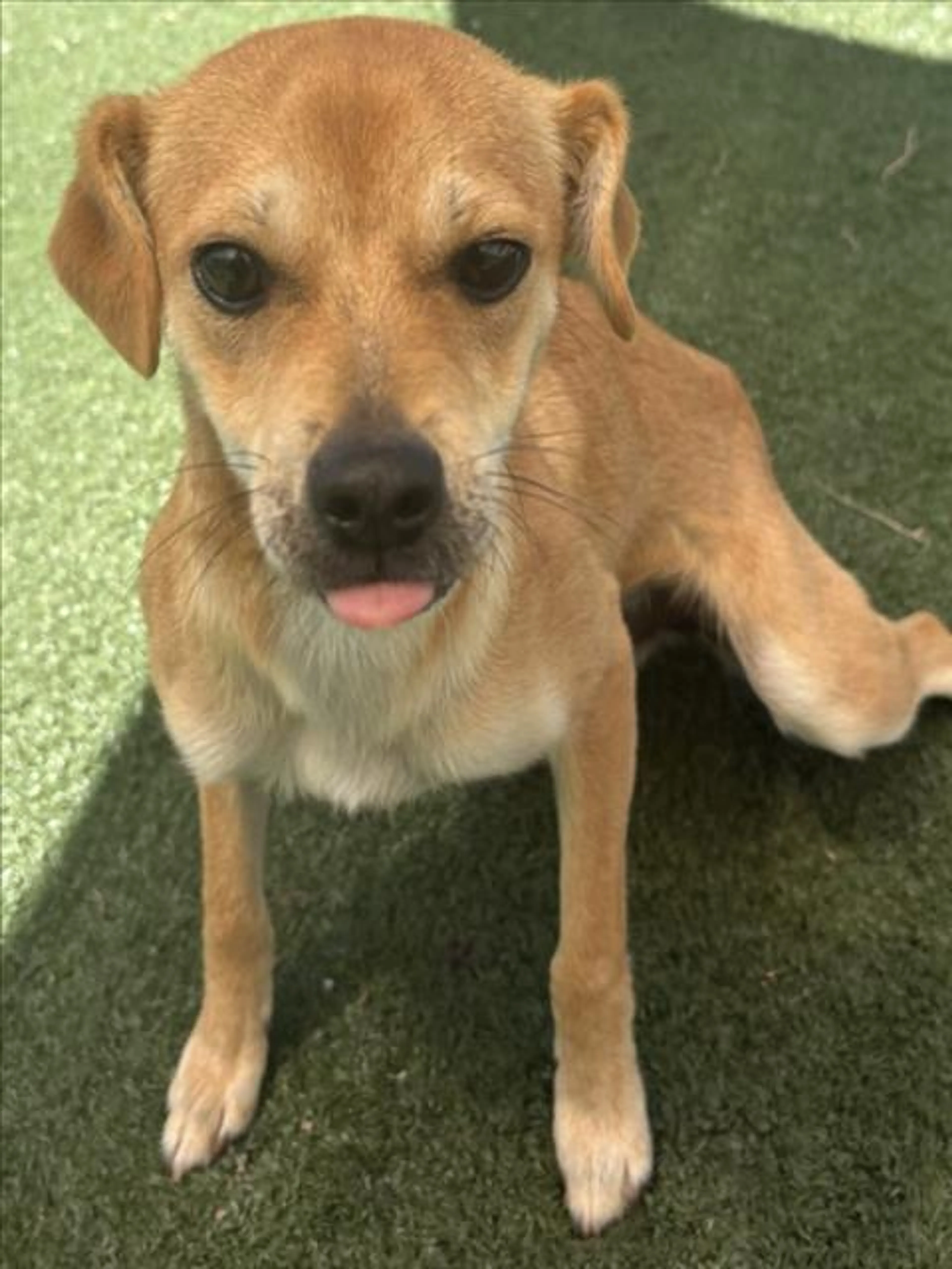 Found pet