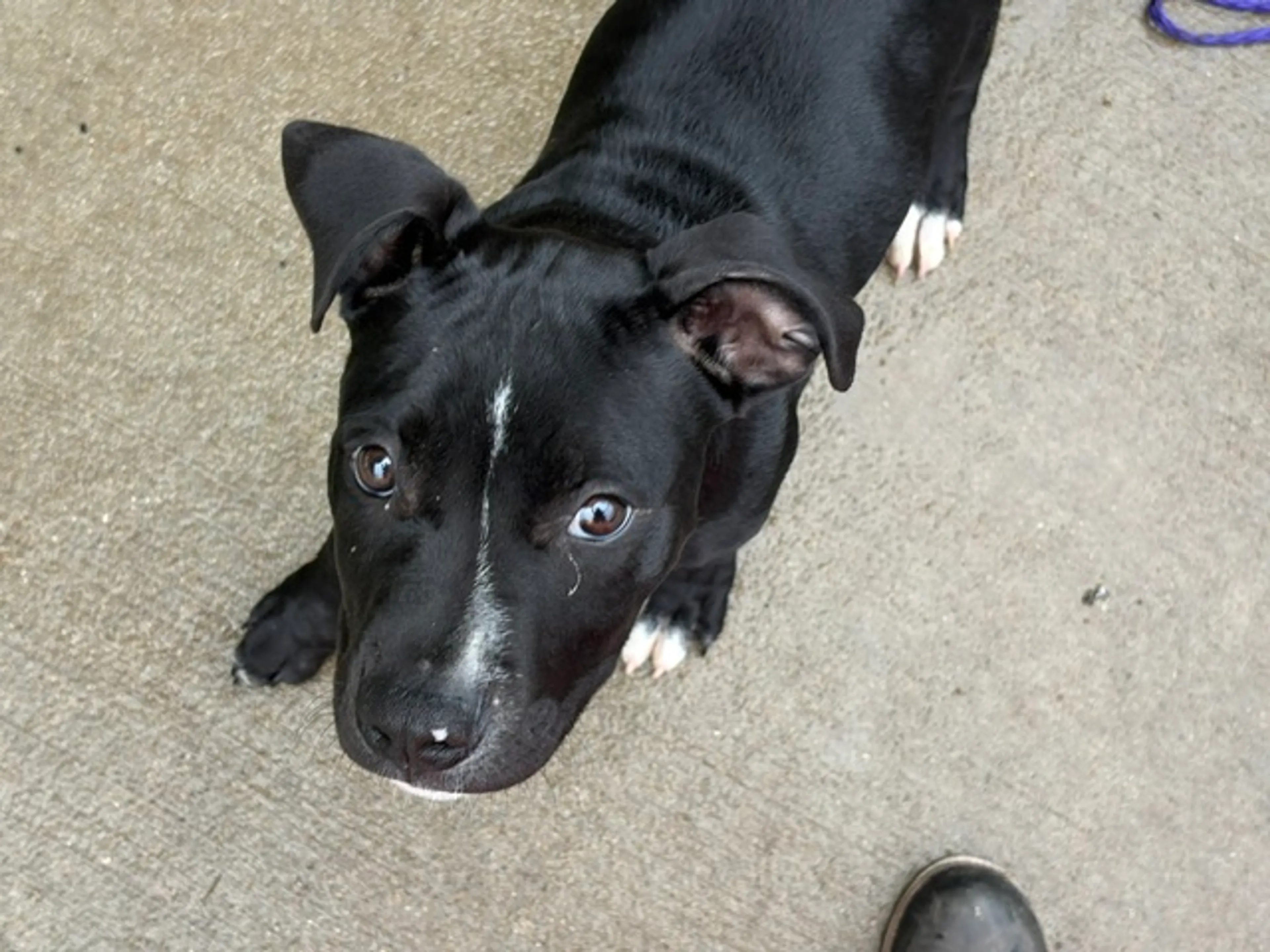 Found pet