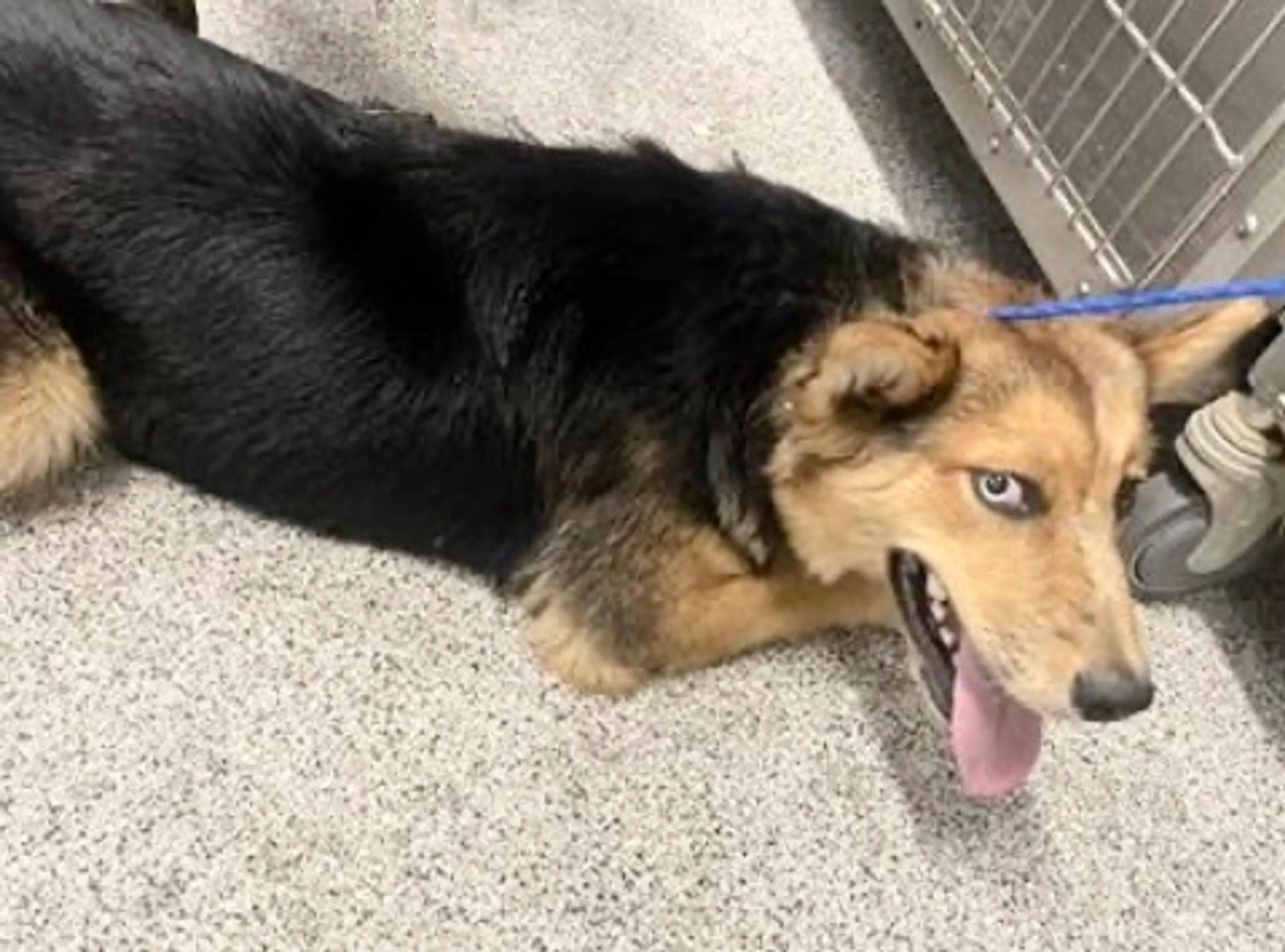 Found pet