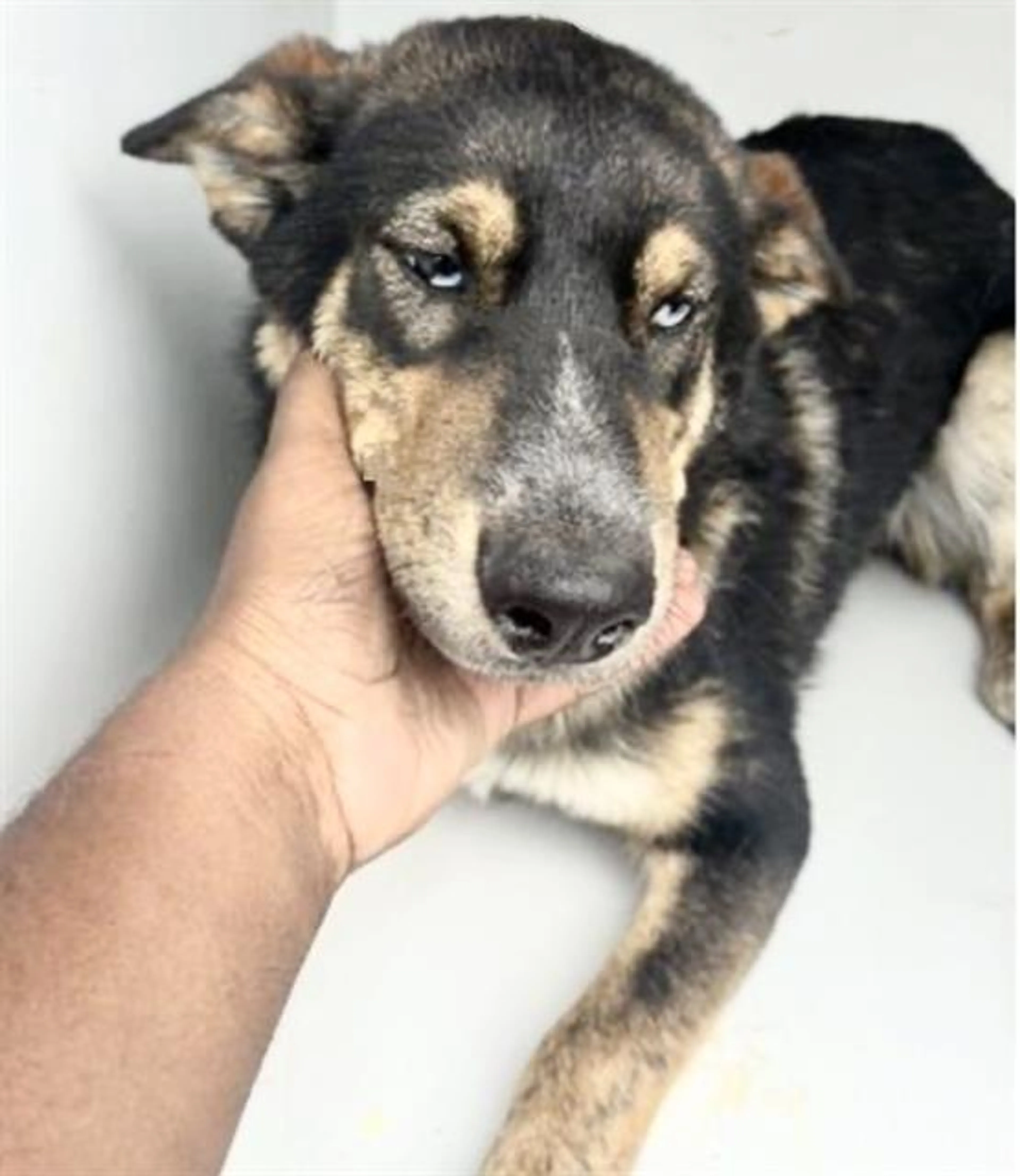 Found pet