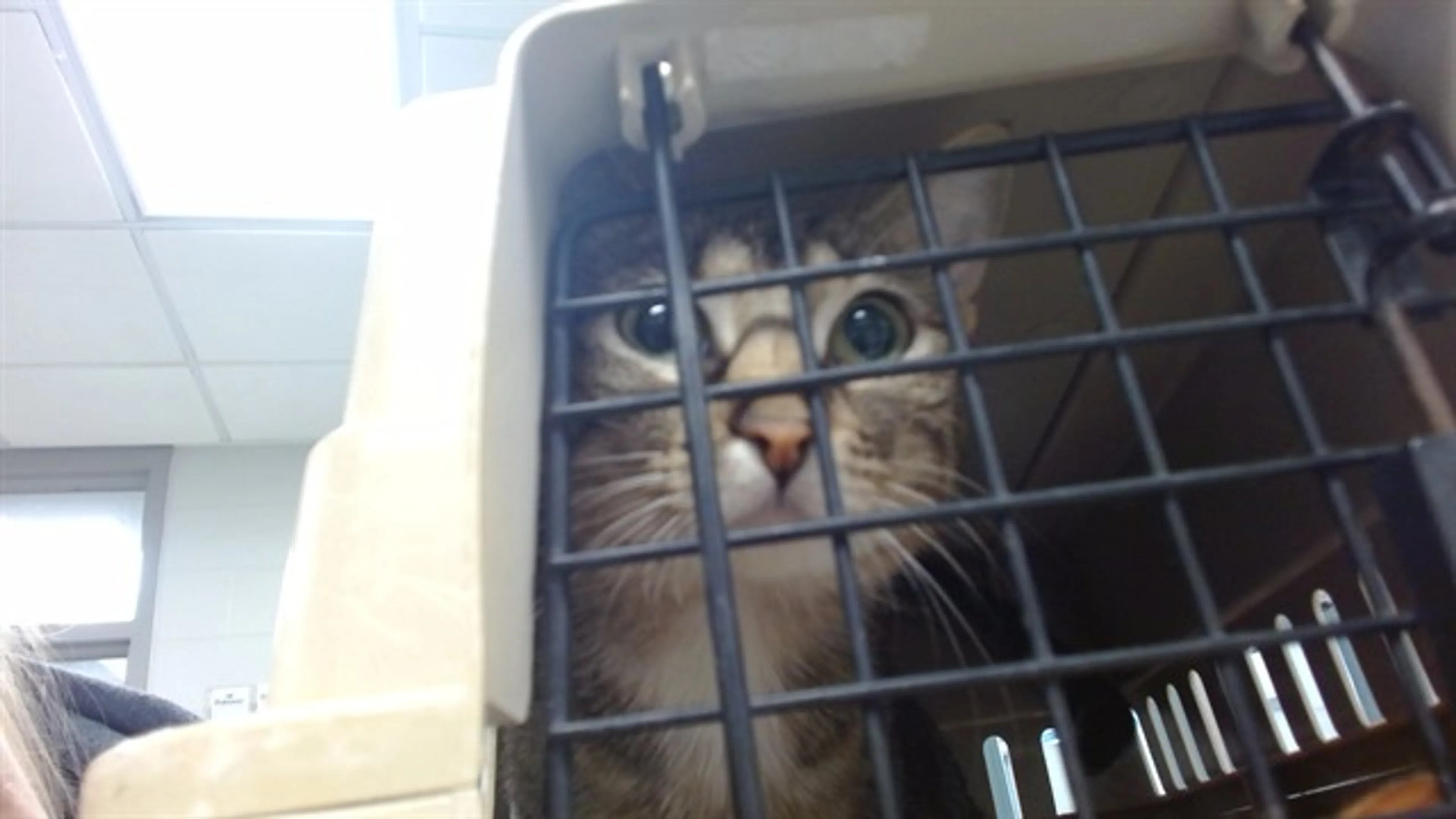 Found pet
