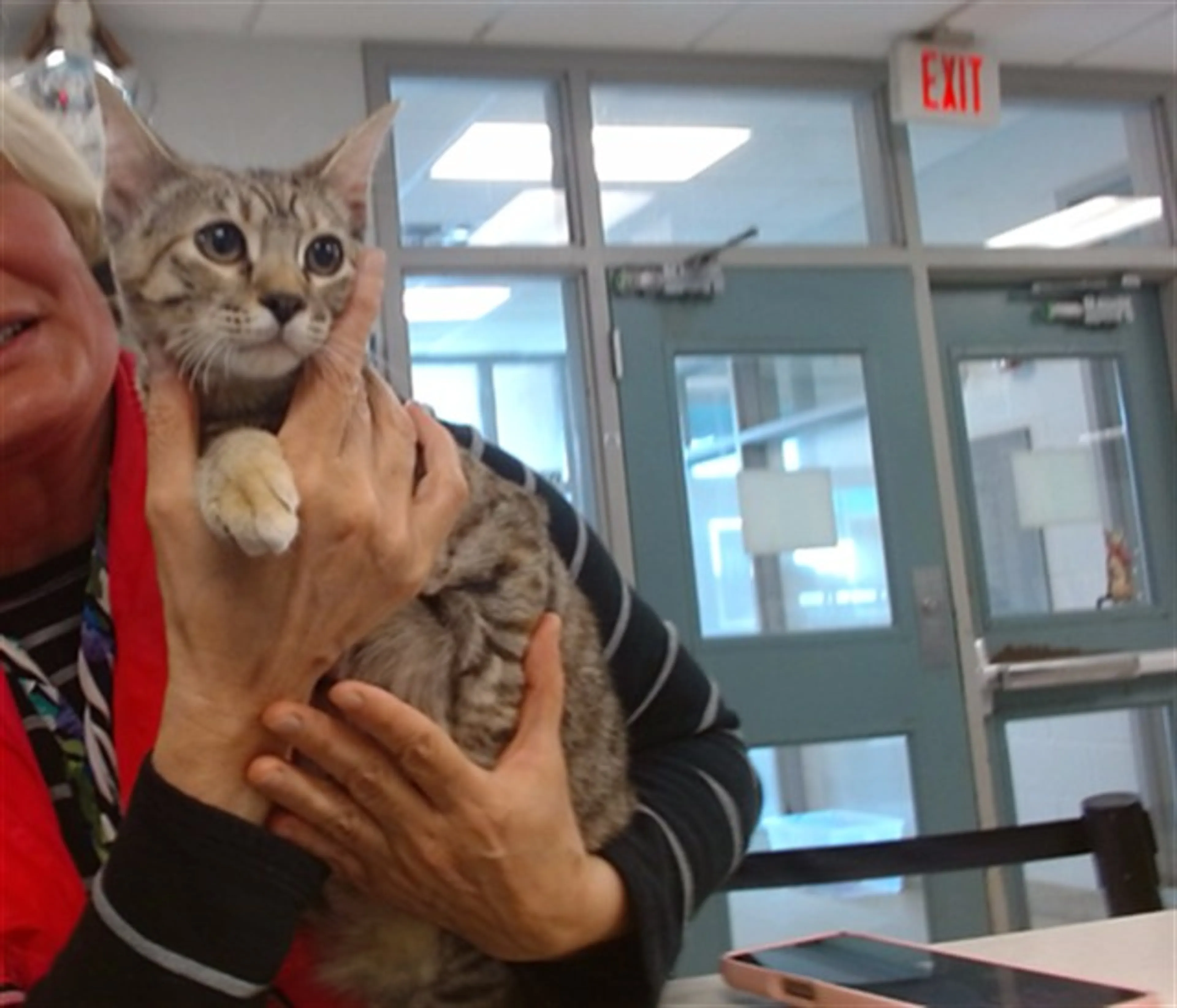 Found pet