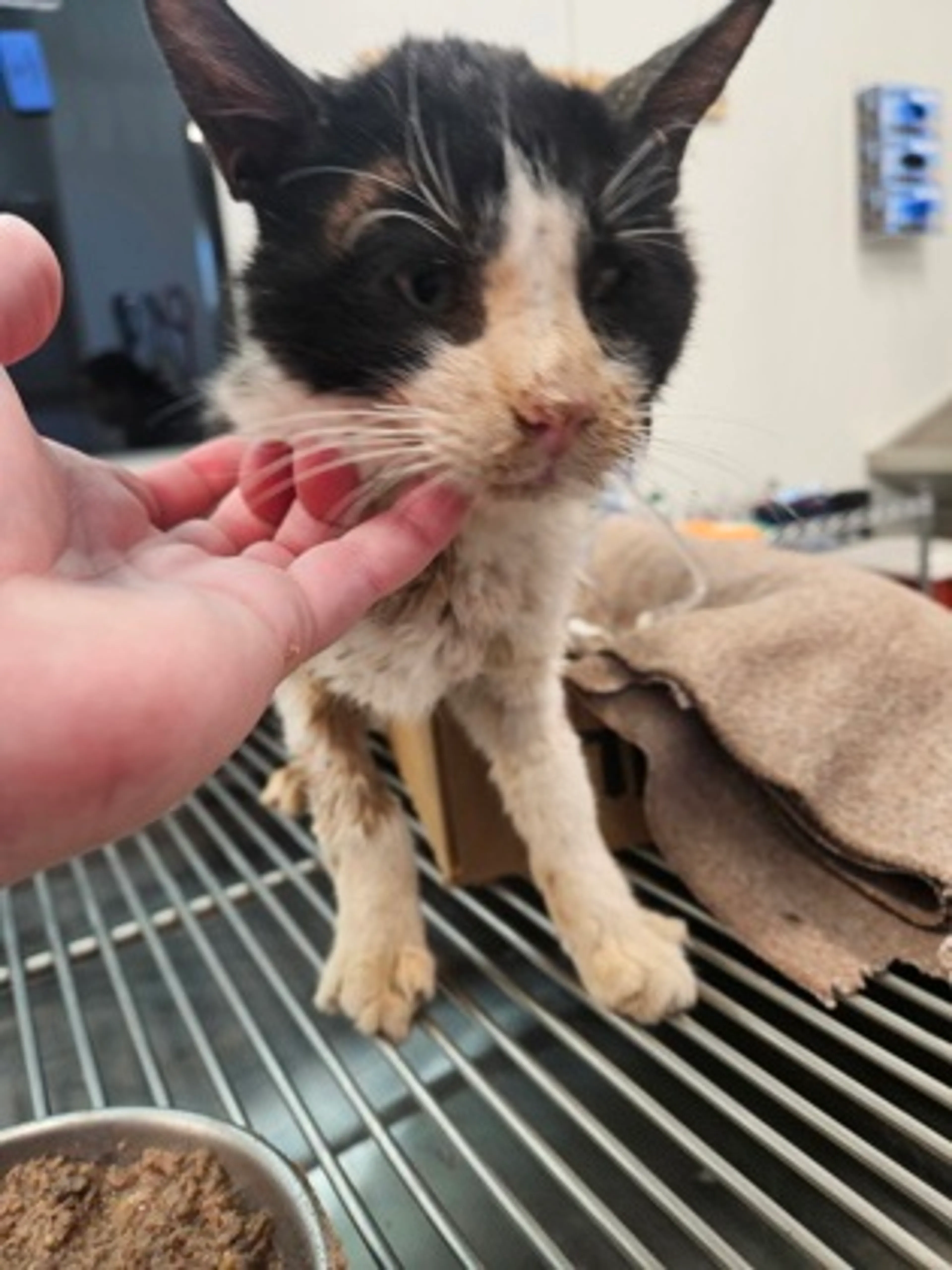 Found pet