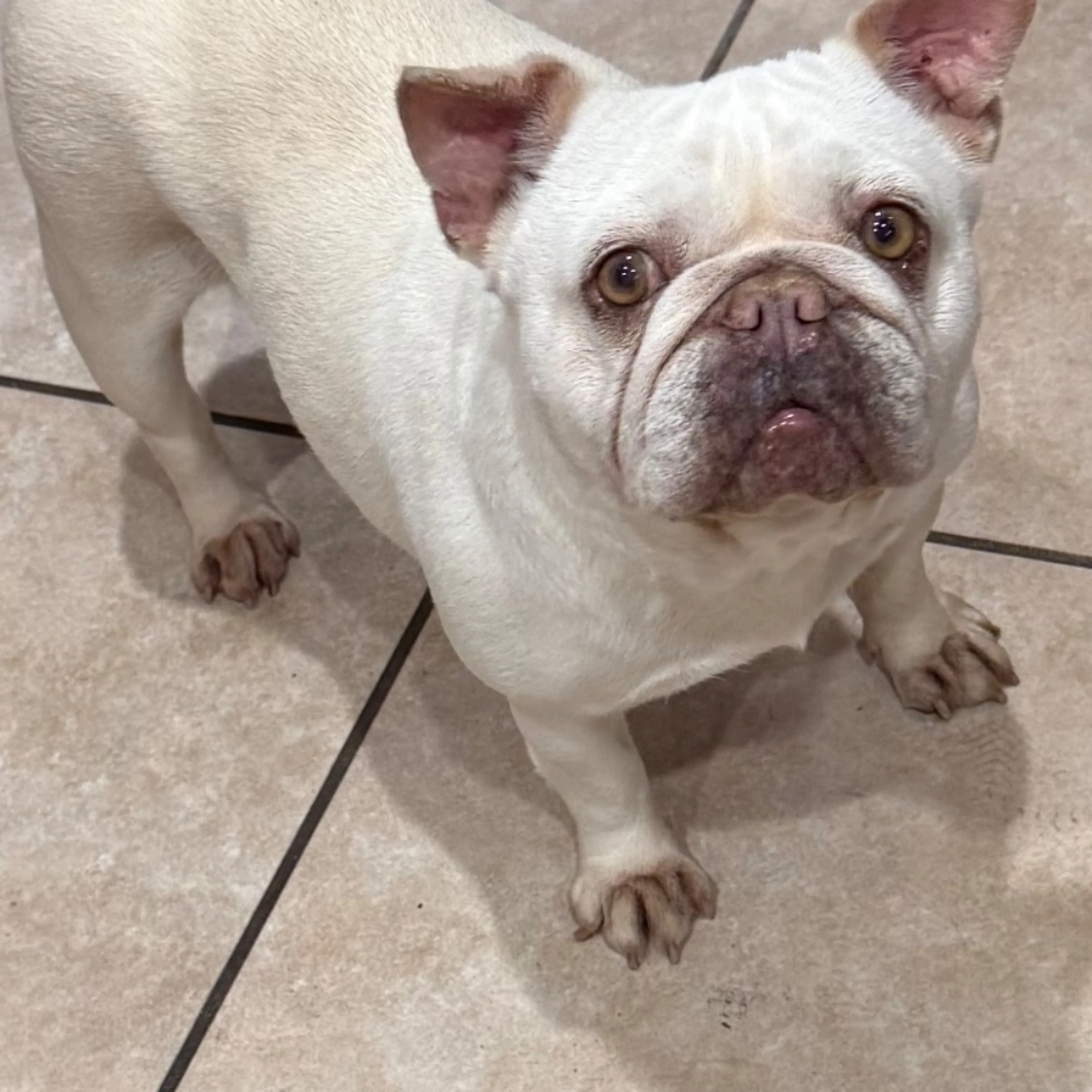 Found pet