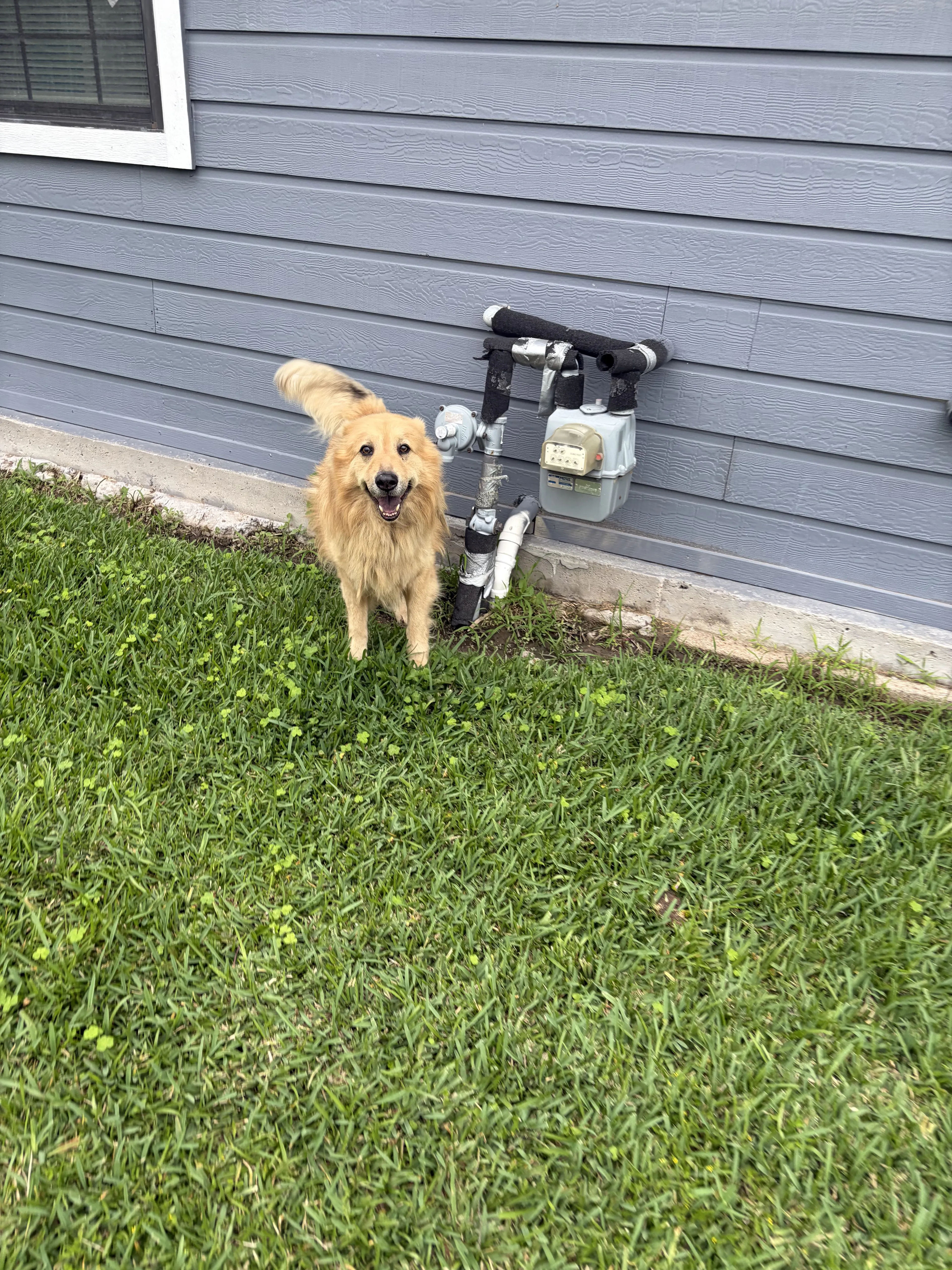 Lost pet-1