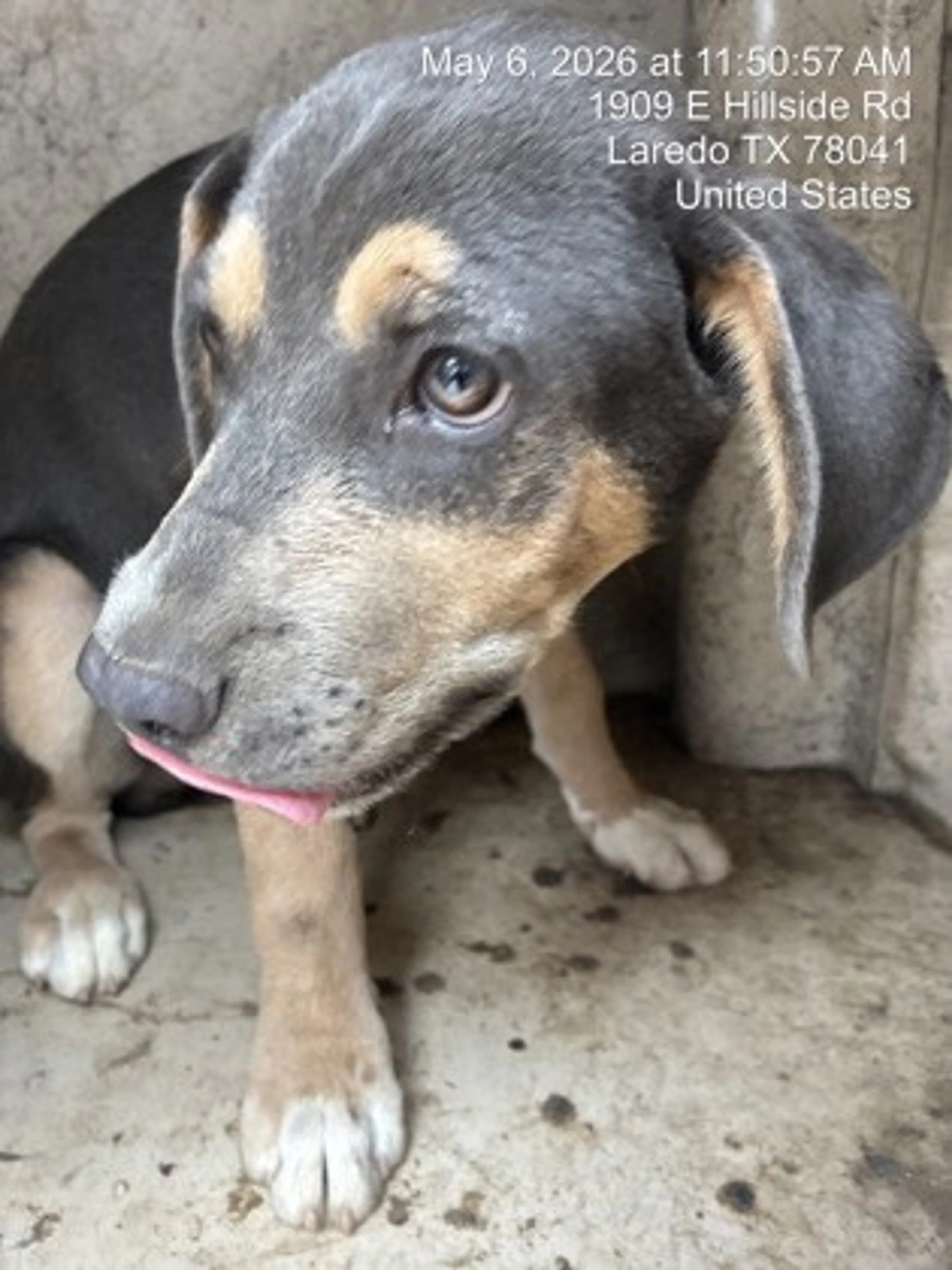 Found pet