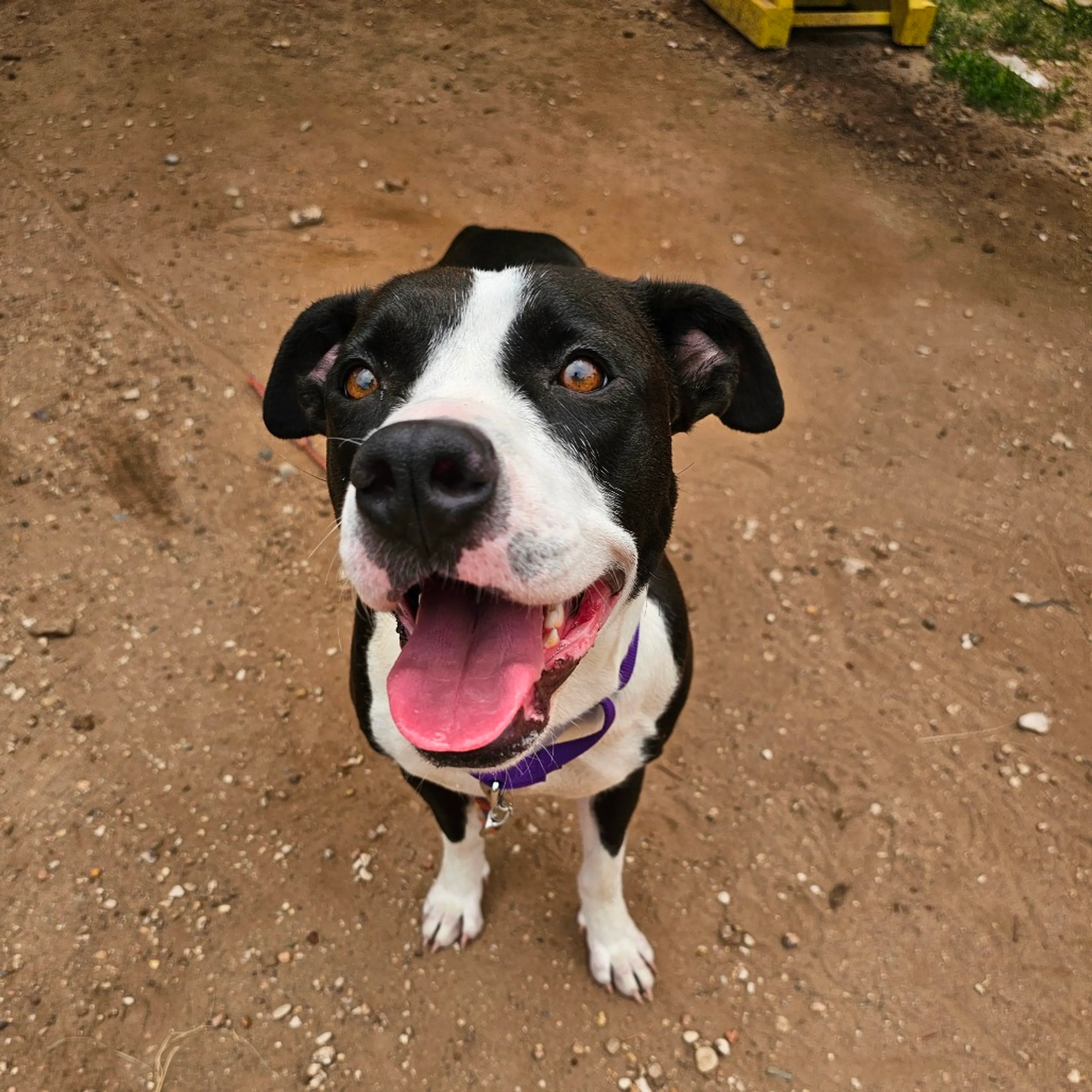 Found pet-2