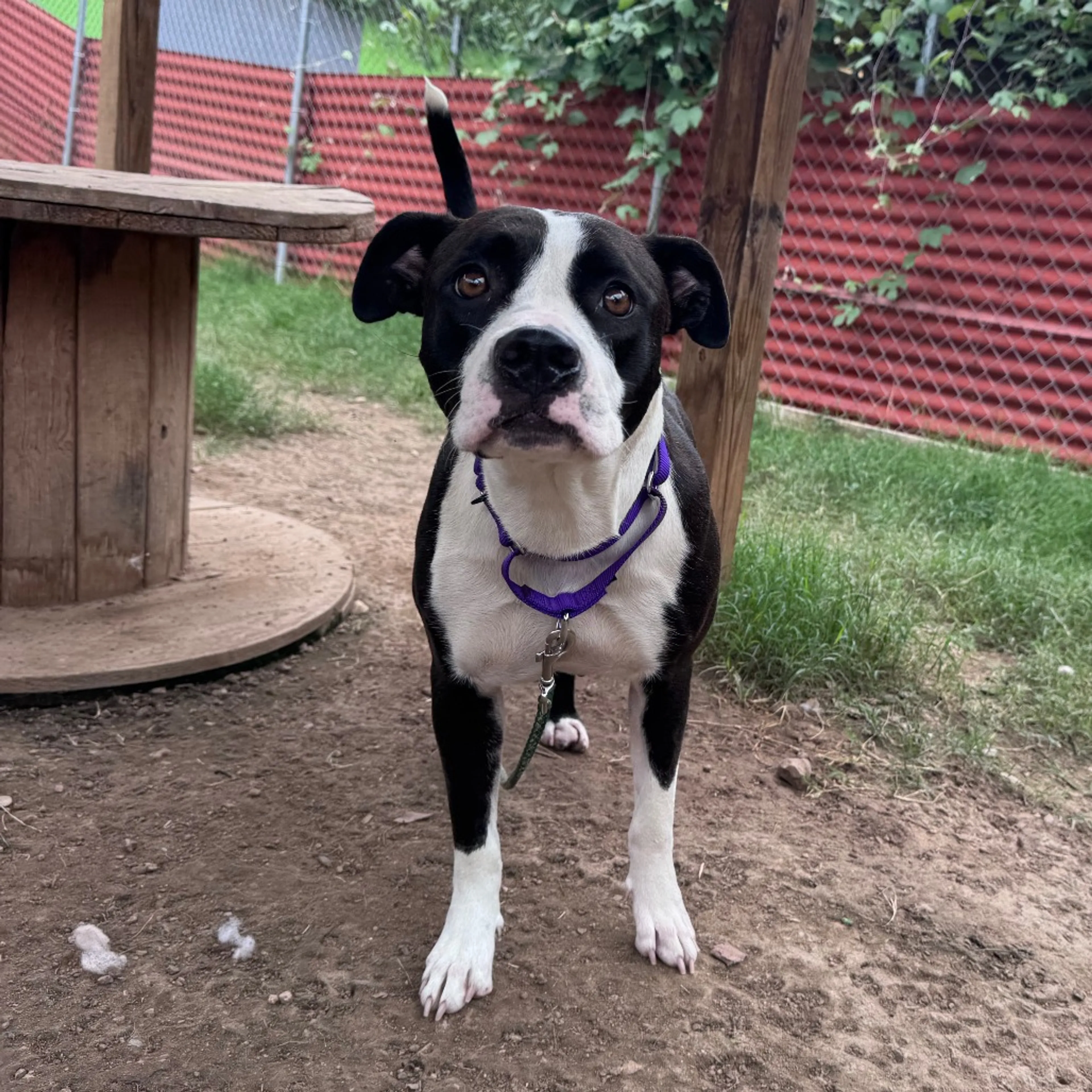 Found pet-4