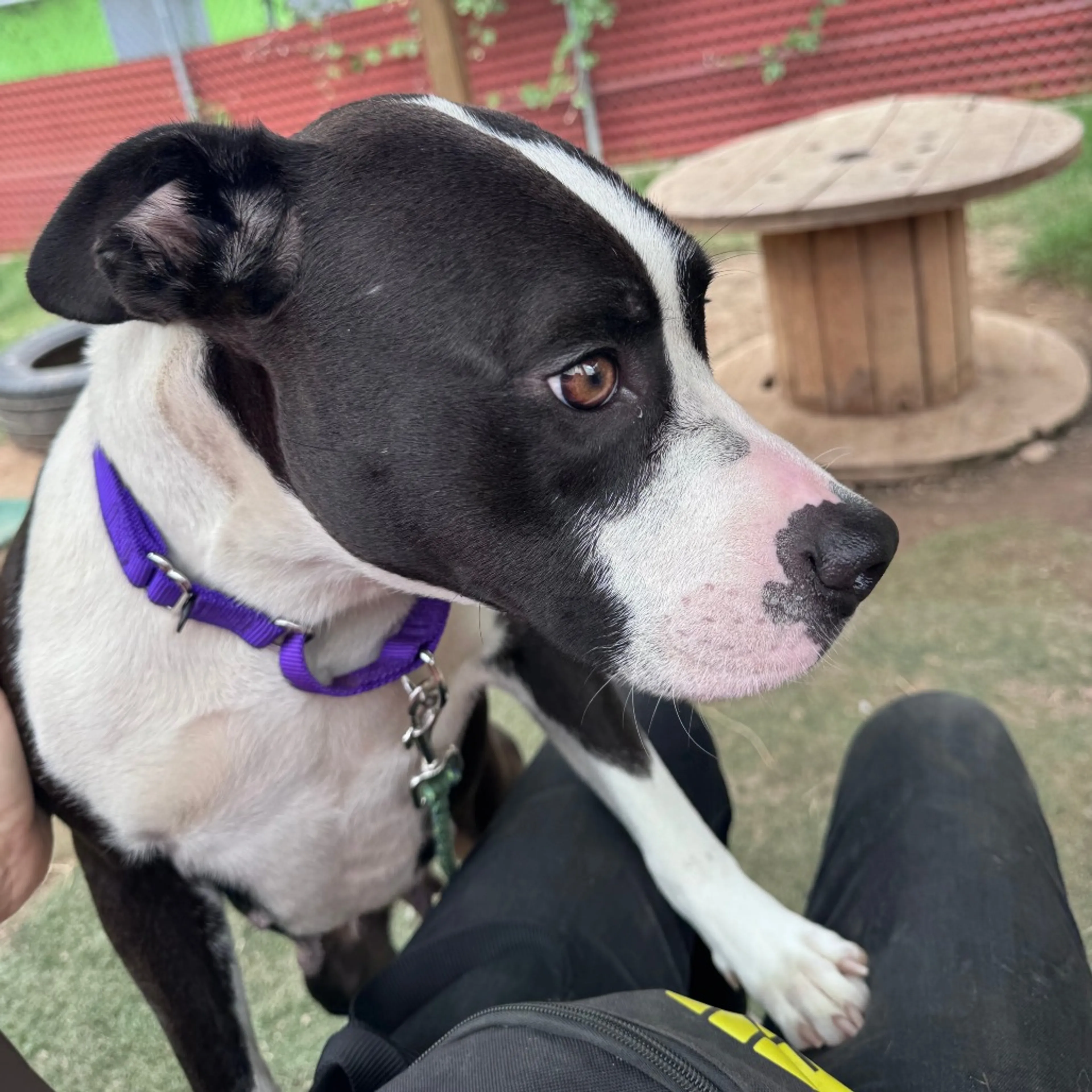 Found pet-3