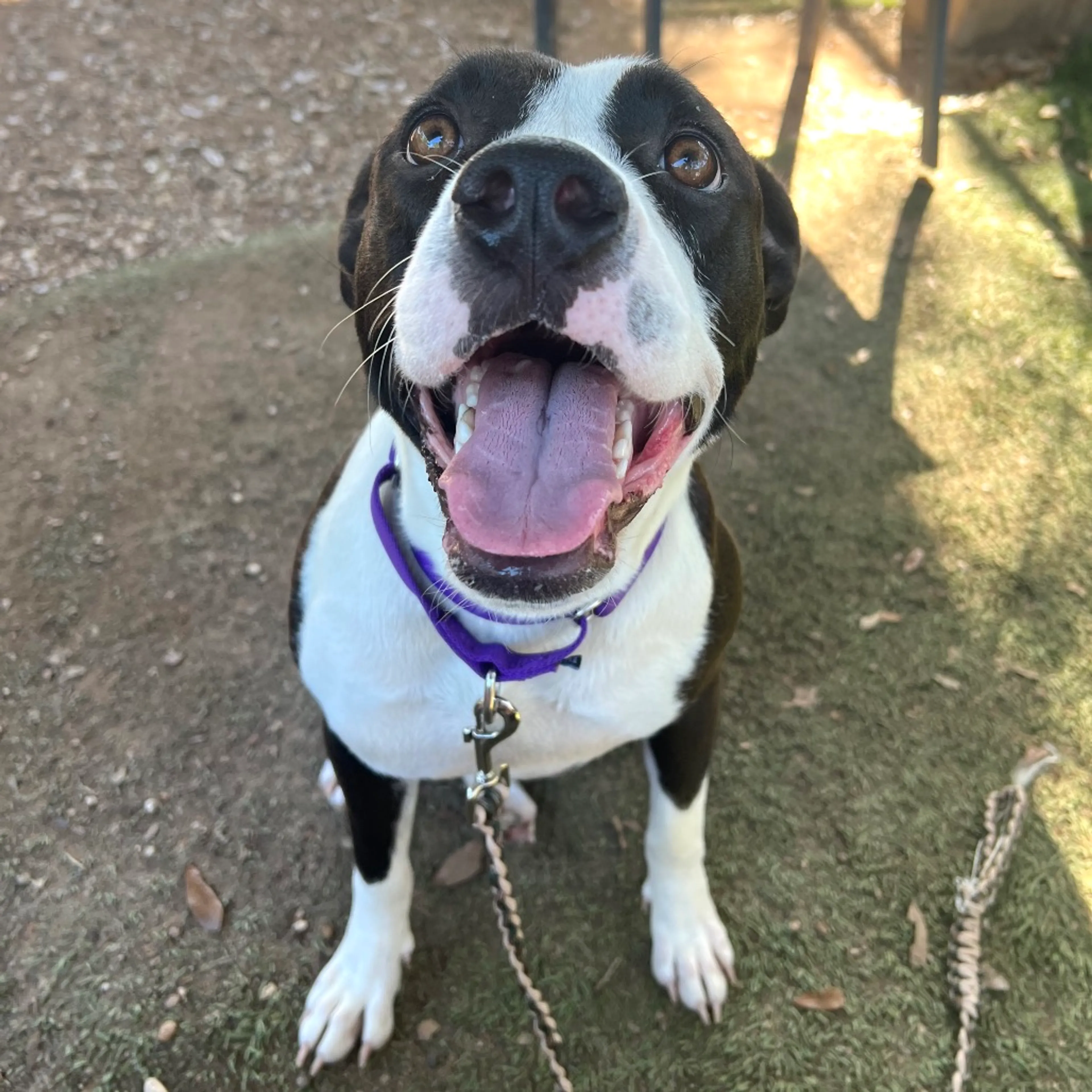 Found pet-14