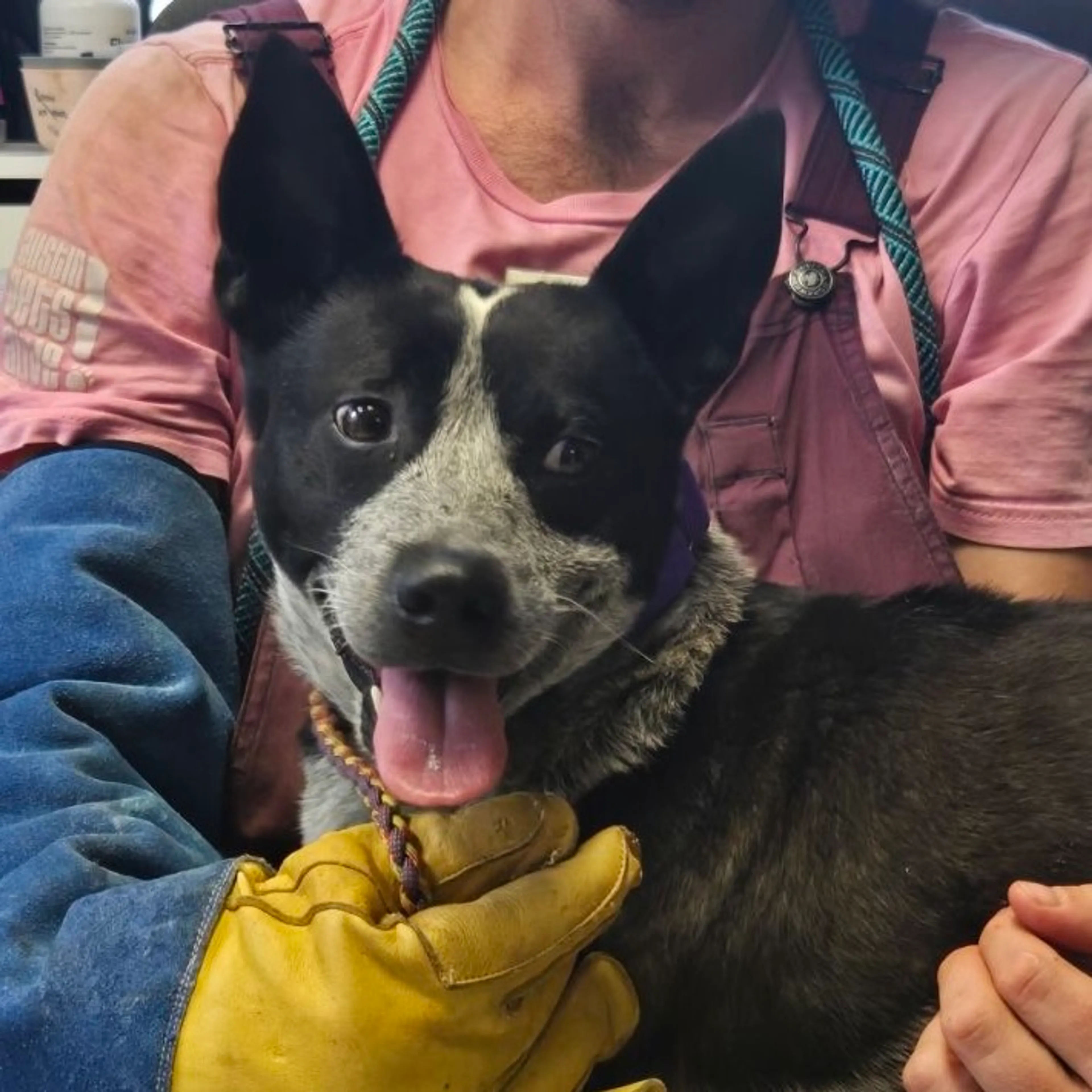 Found pet-2