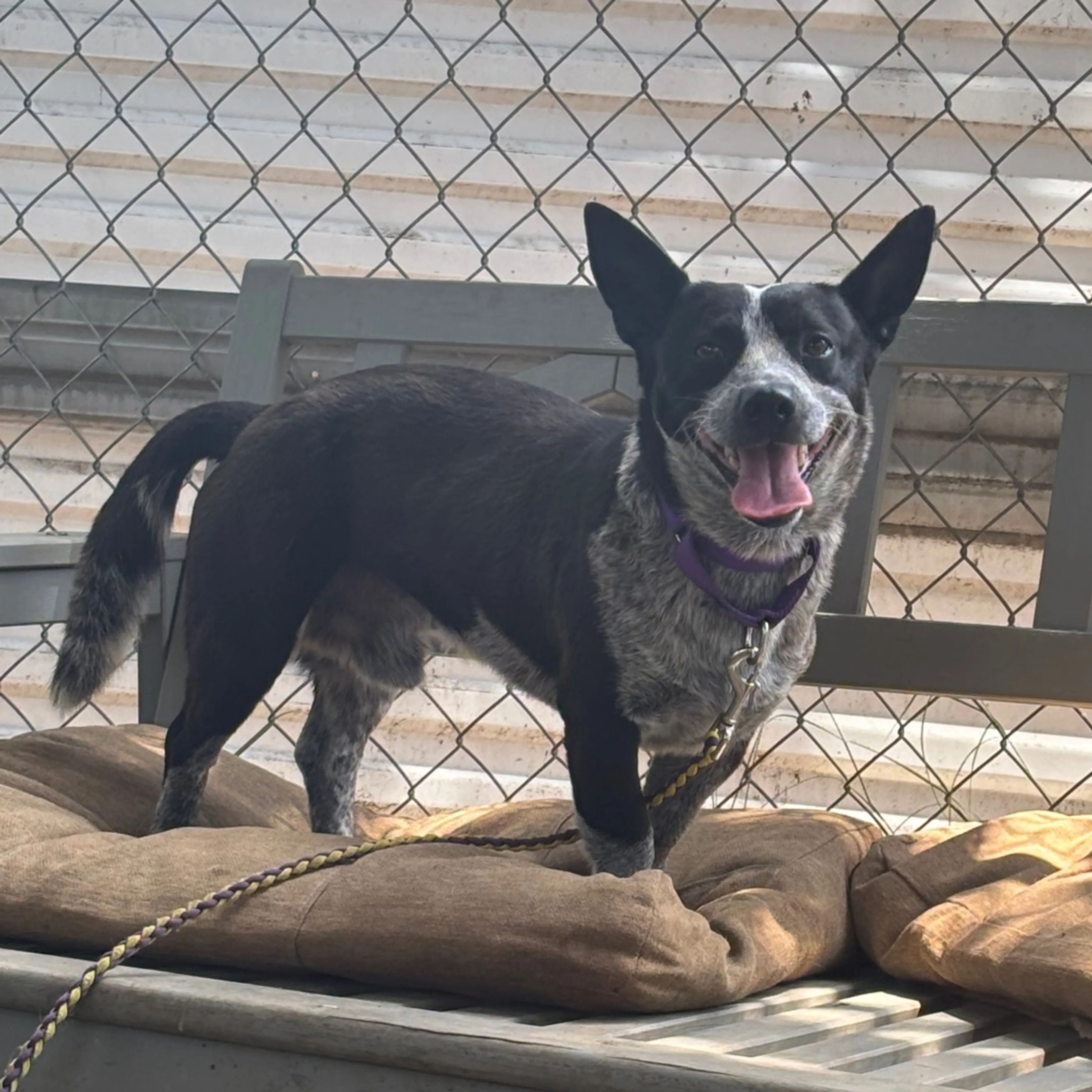Found pet-4