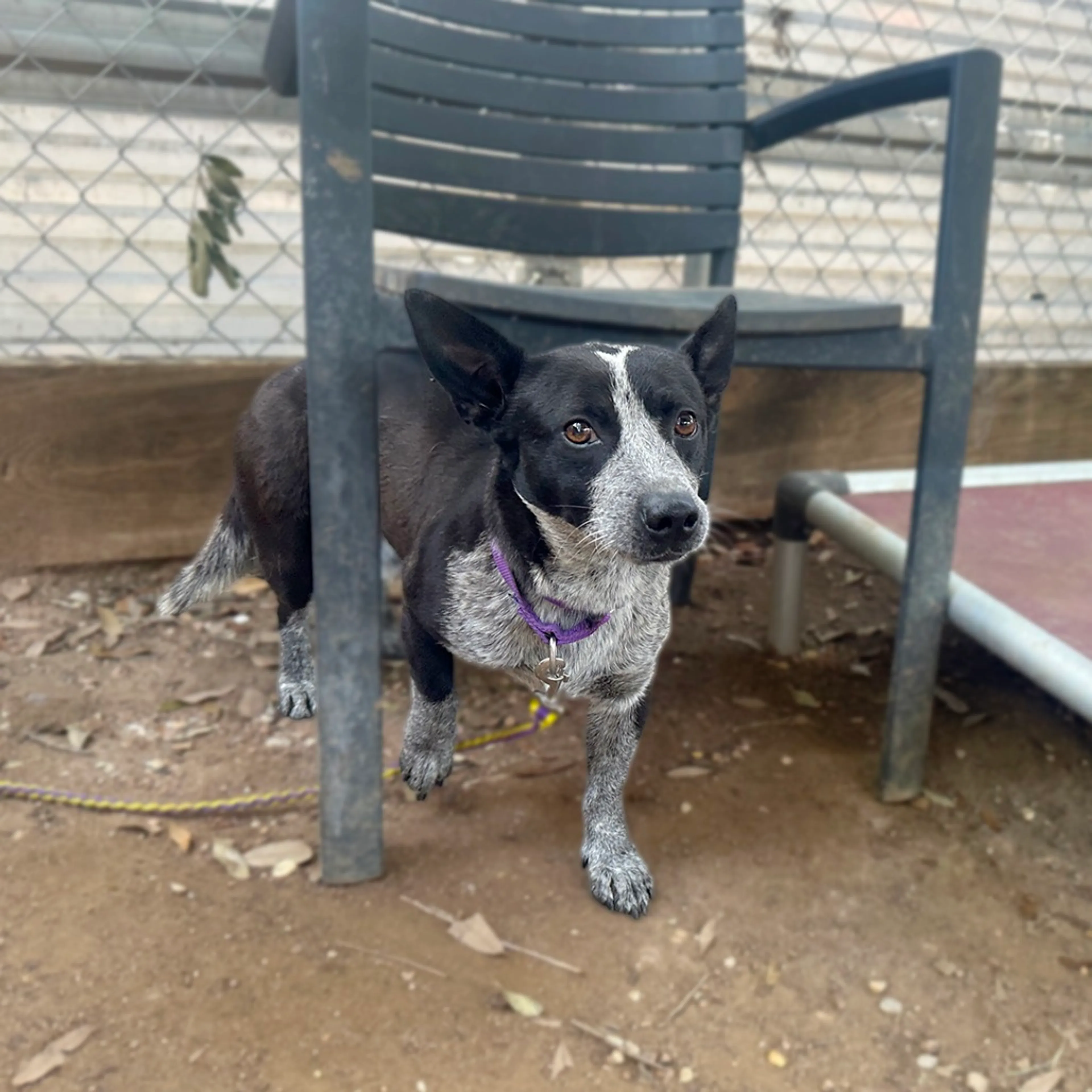 Found pet-5