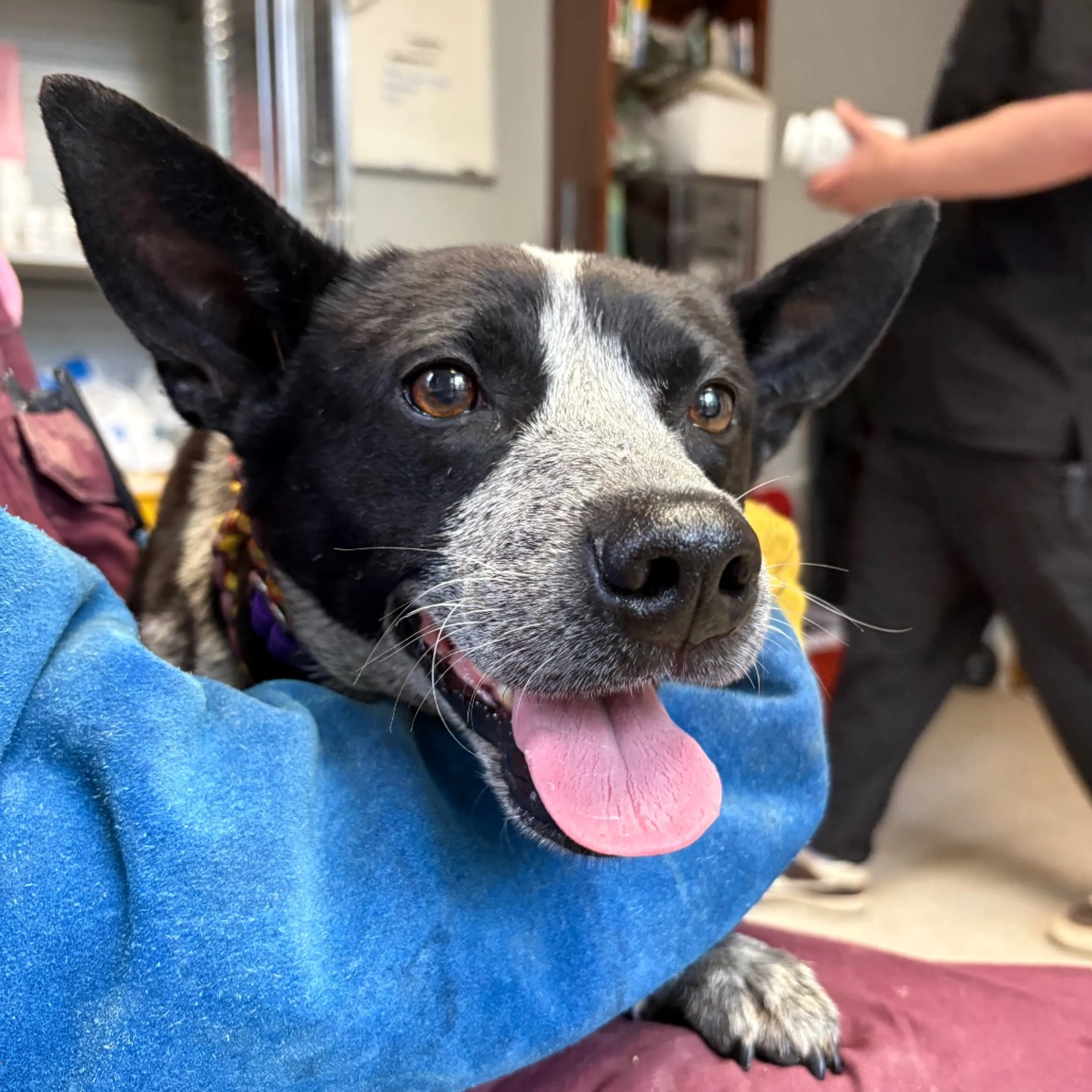 Found pet-1
