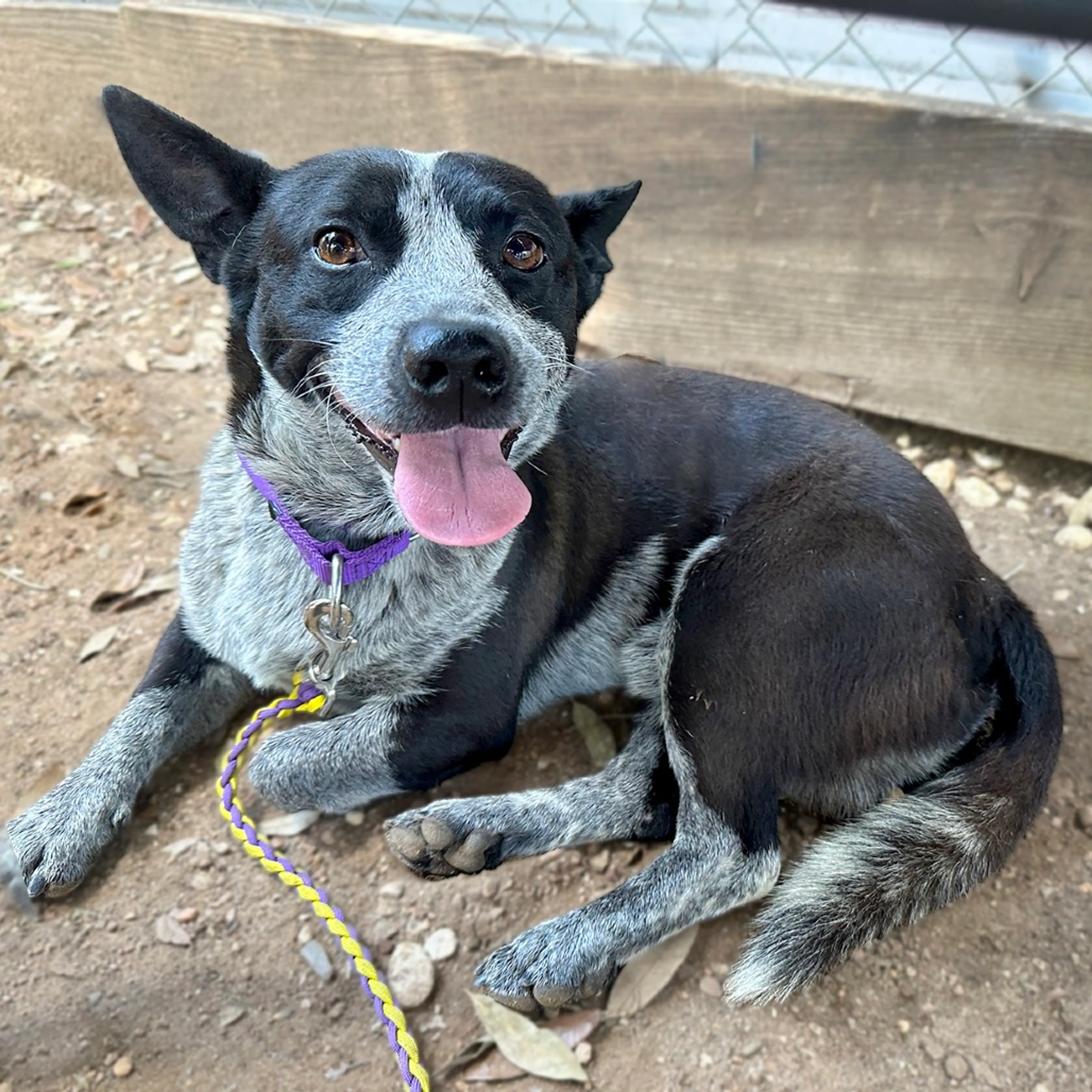Found pet-3