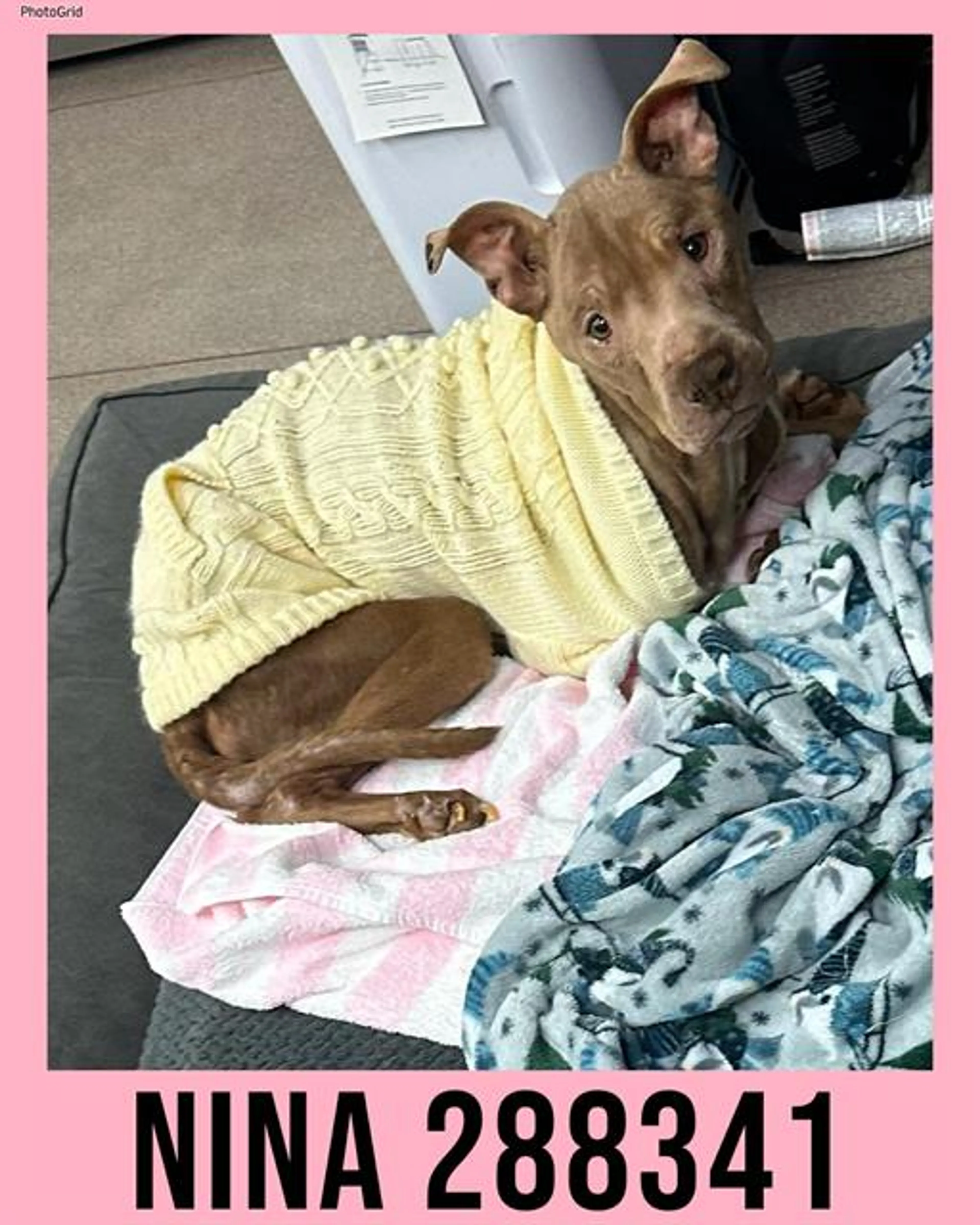 Found pet