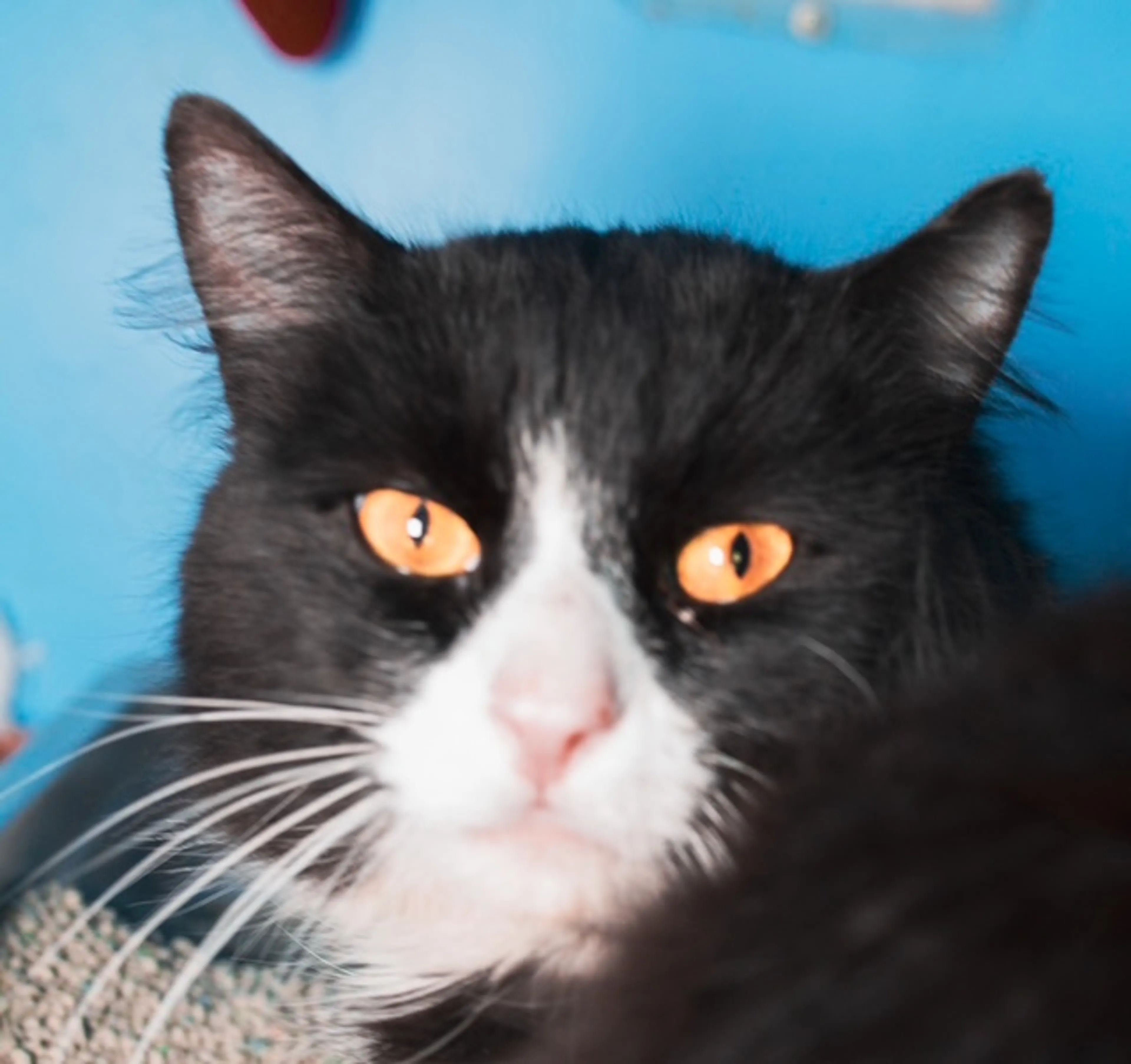 Found pet