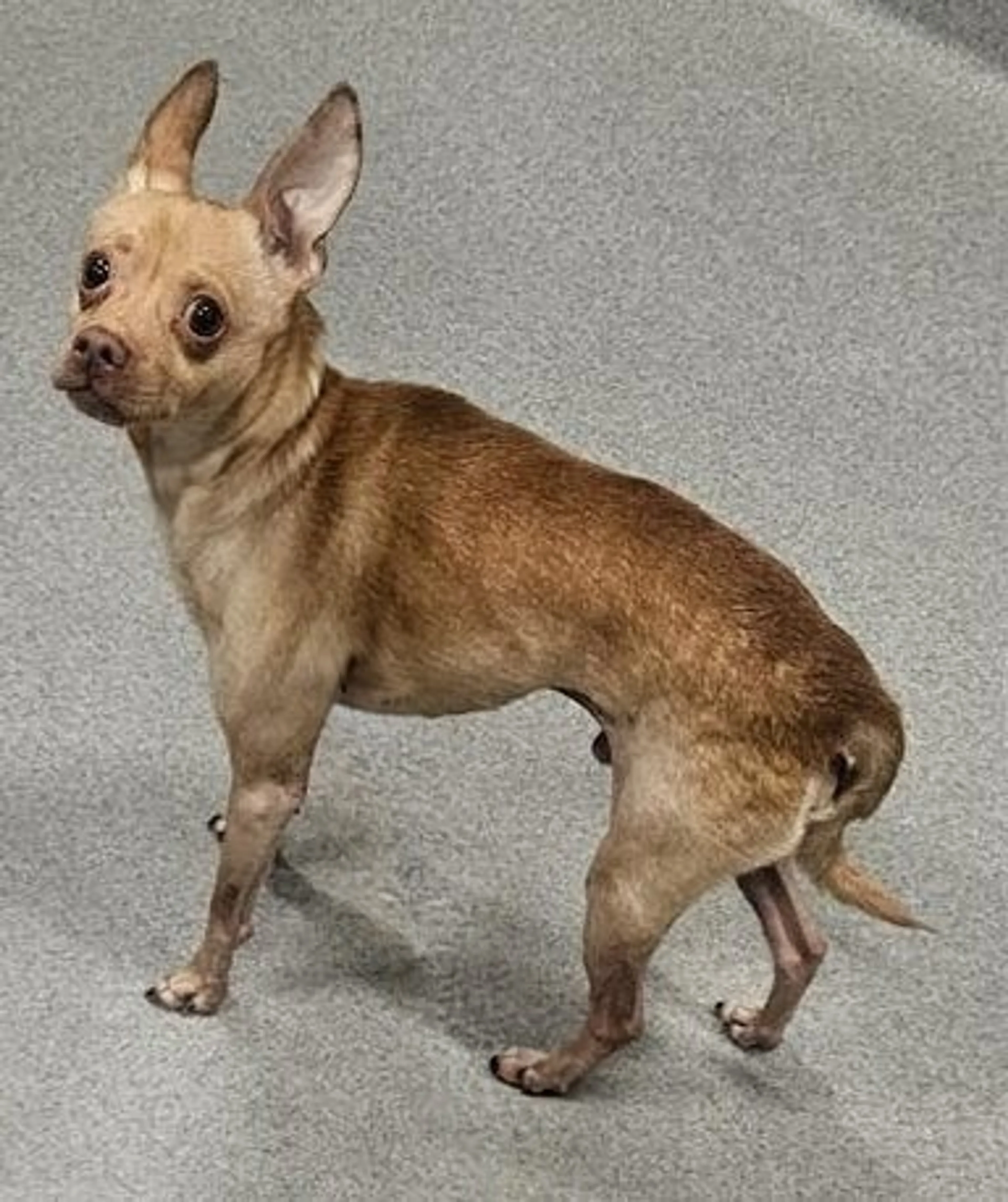 Found pet