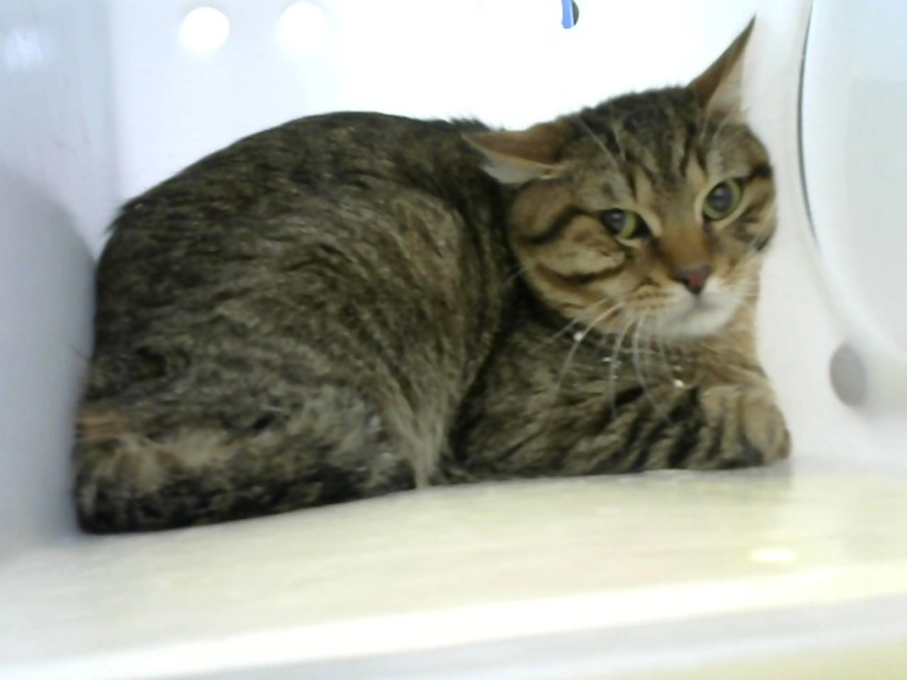 Found pet